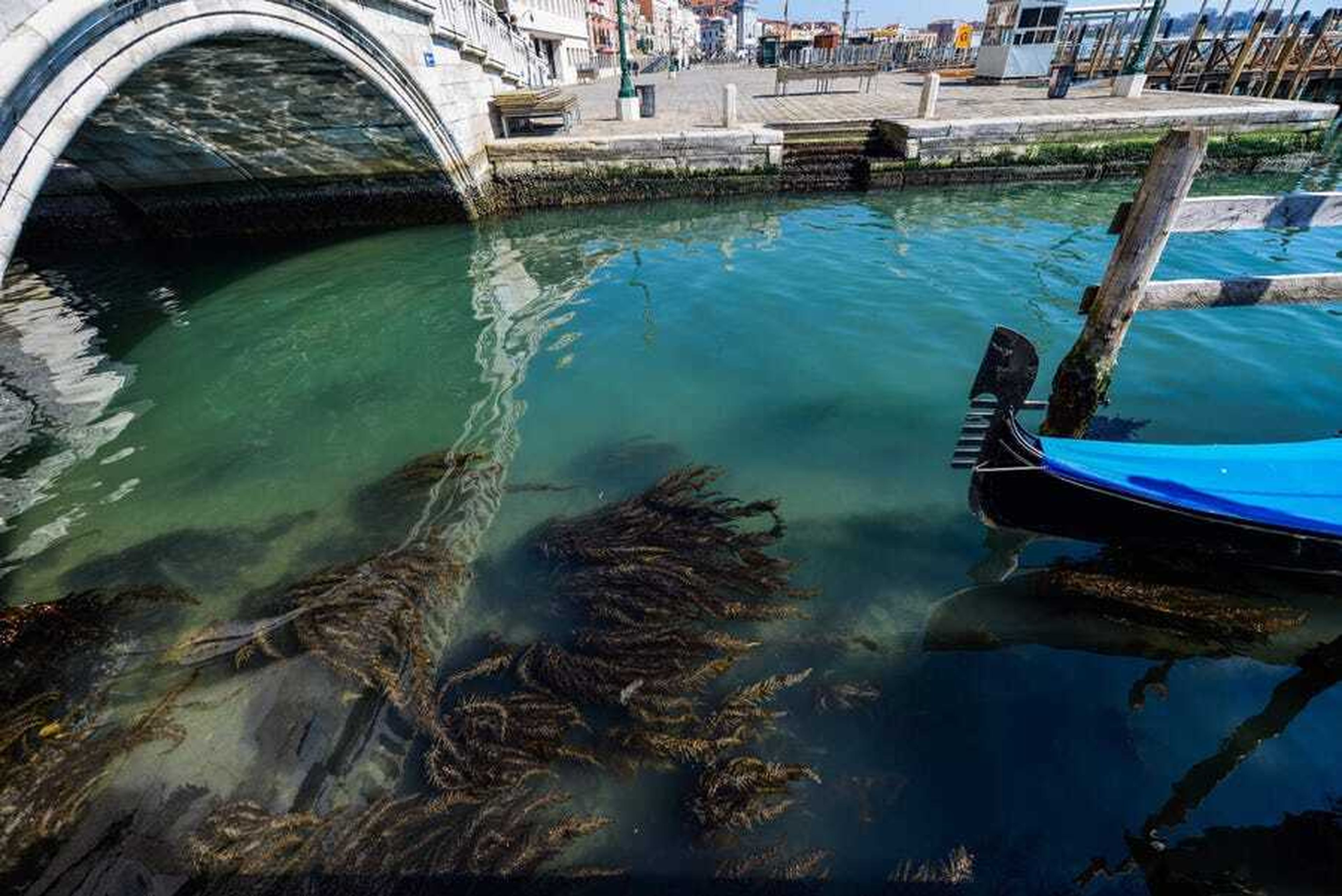Algas marinas en los canales de Venecia el 18 de marzo.