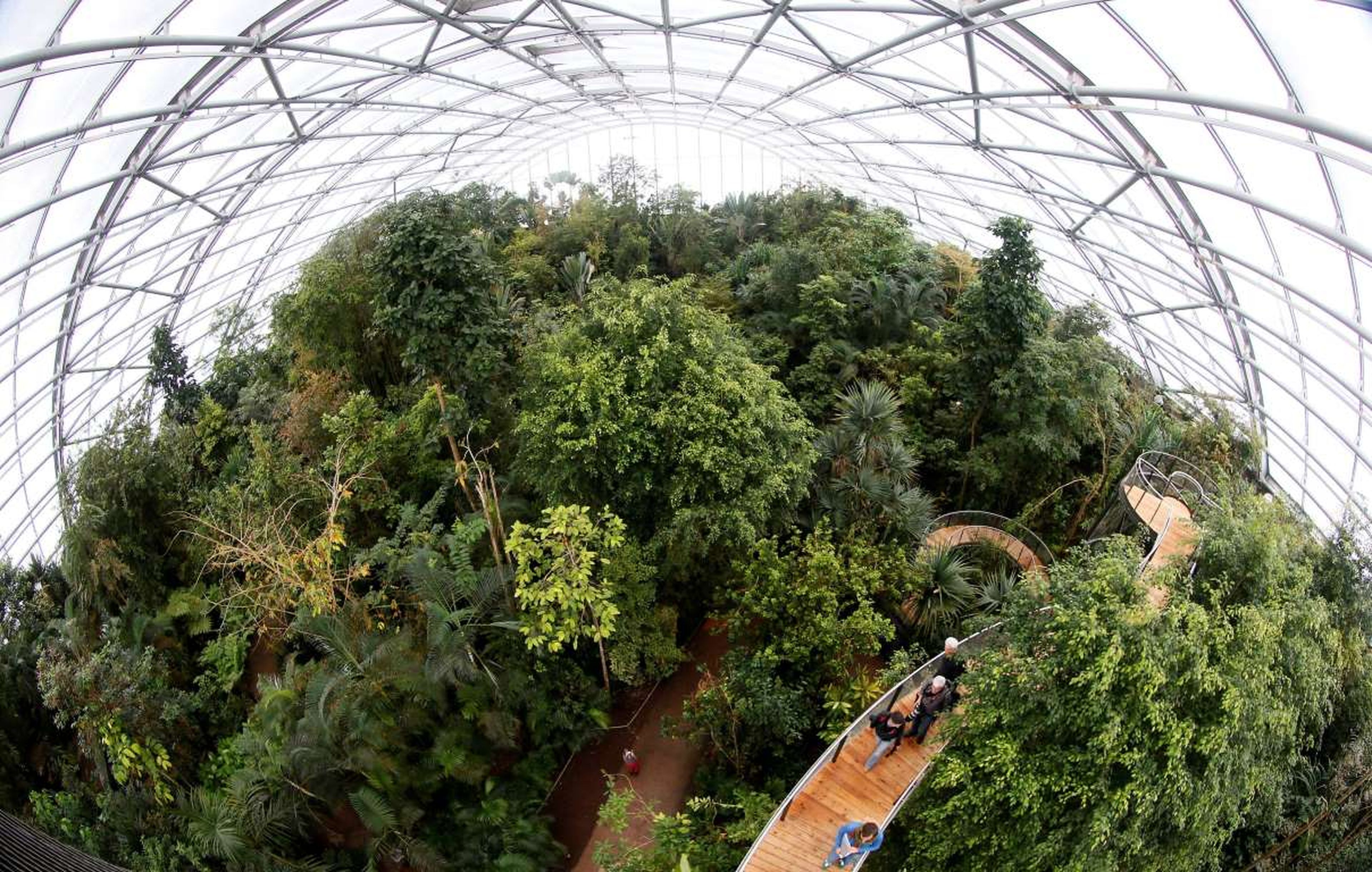 Los visitantes suben por las escaleras colocadas entre las copas de los árboles en el centro de la selva tropical Masoala, en el zoológico de Zurich.