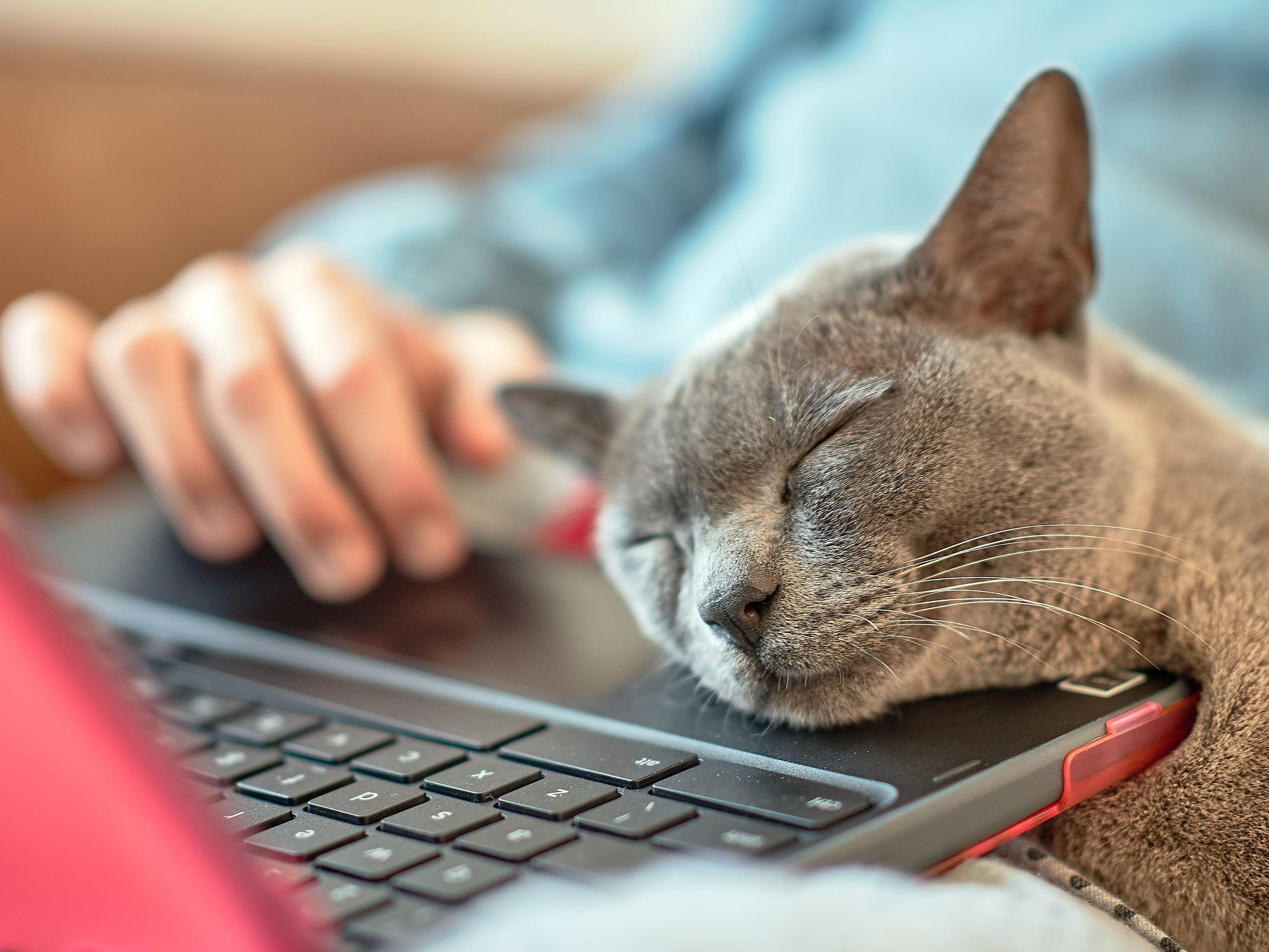 Working from home with a pet can be a peaceful but stressful experience for both you and your animal.