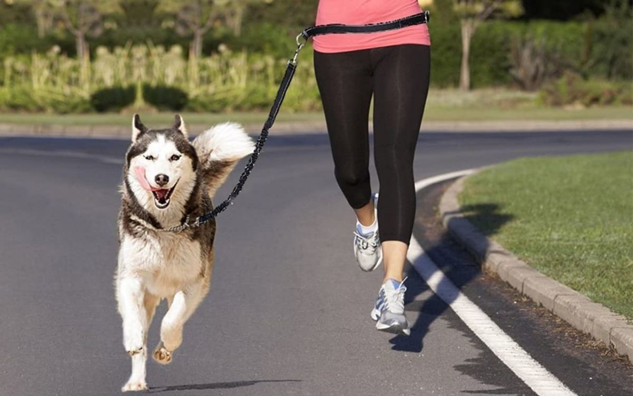 Sucediendo congestión Susteen Arneses, collares y correas para salir a pasear y correr con tu perro |  Business Insider España