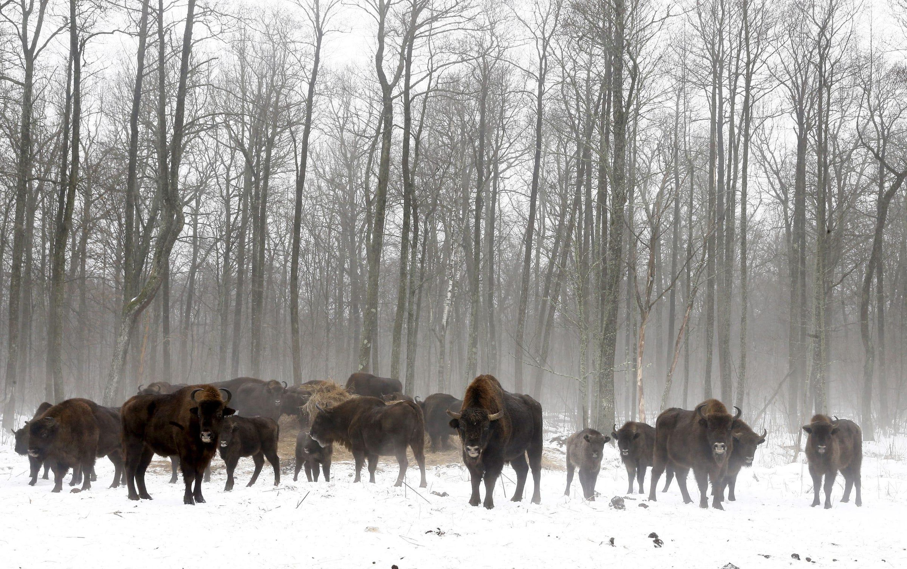 Bisons are seen at a bison nursery in the exclusion zone around the Chernobyl nuclear reactor near the abandoned village of Dronki, Belarus, January 28, 2016.
