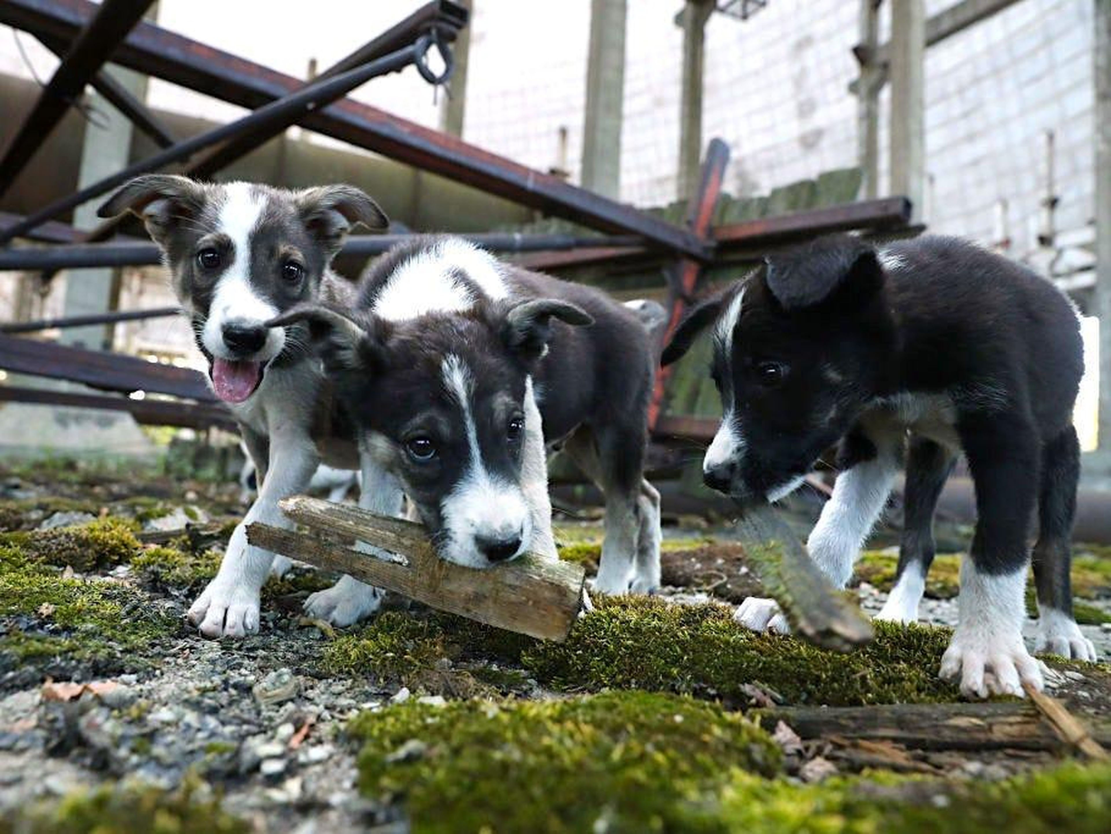 Cachorros callejeros juegan en una torre de enfriamiento abandonada en la planta de energía nuclear de Chernobyl en 2017.