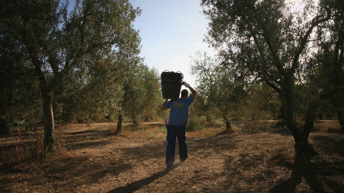 El aceite de oliva valdrá la mitad en los próximos meses, según el mayor productor de &#39;oro líquido&#39; del mundo