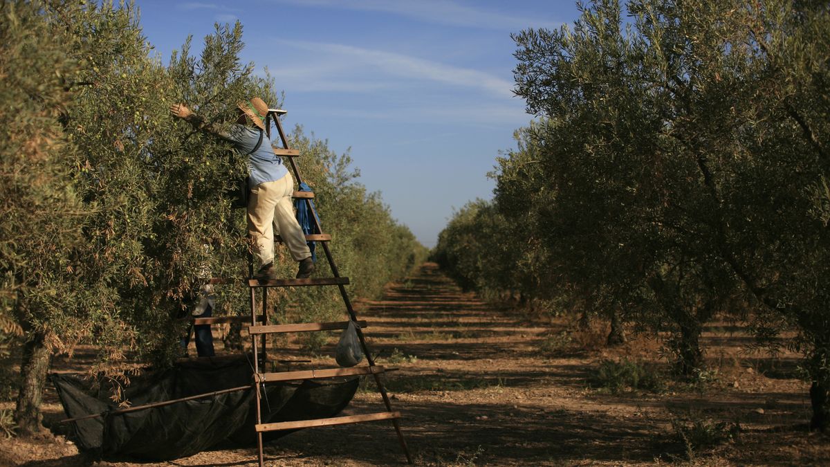 Las 3 comunidades que ven desplomarse su producción de aceite de oliva: hasta un 71% menos