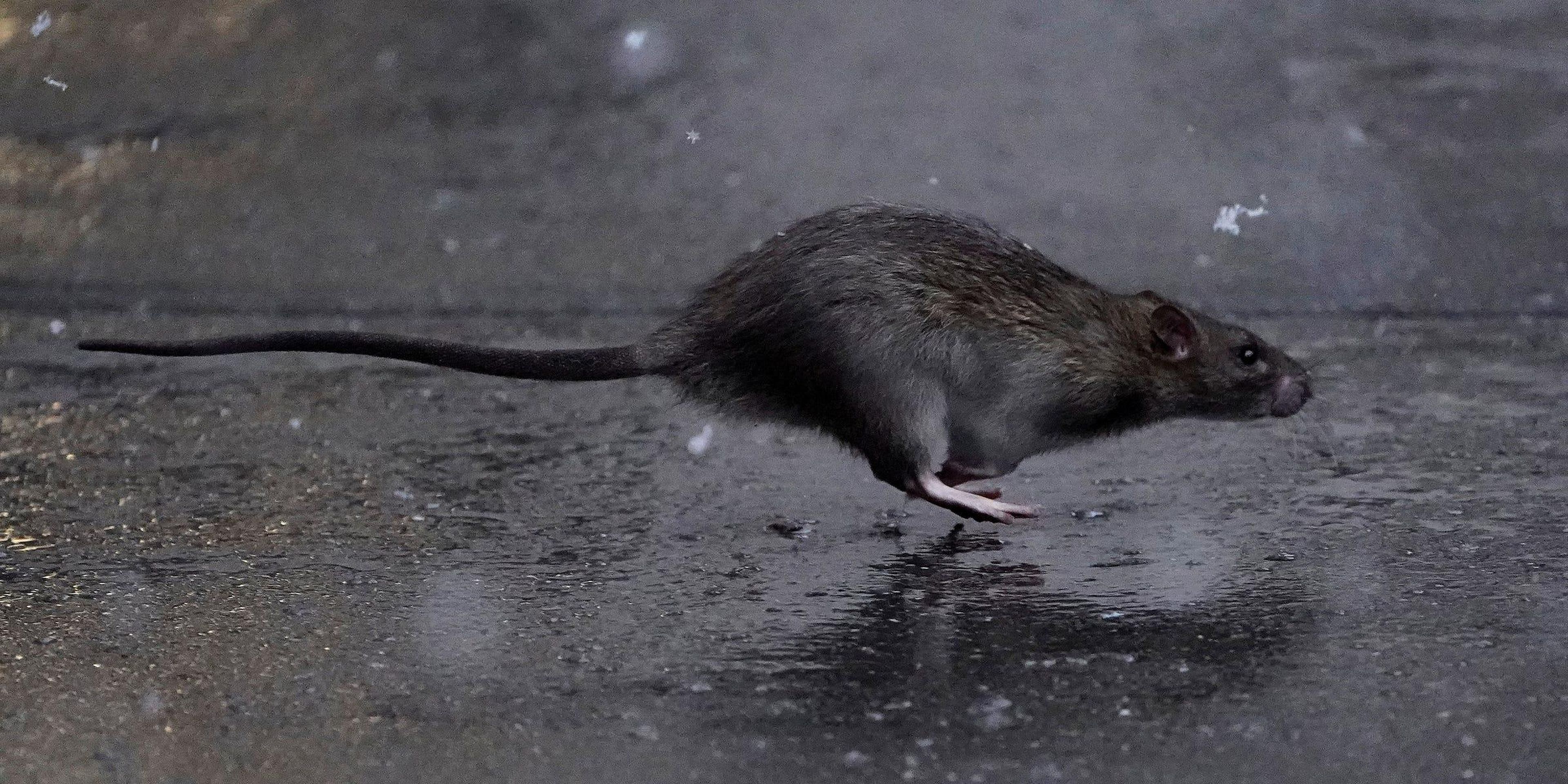 Una rata atraviesa una acera en el barrio de Manhattan de la ciudad de Nueva York.