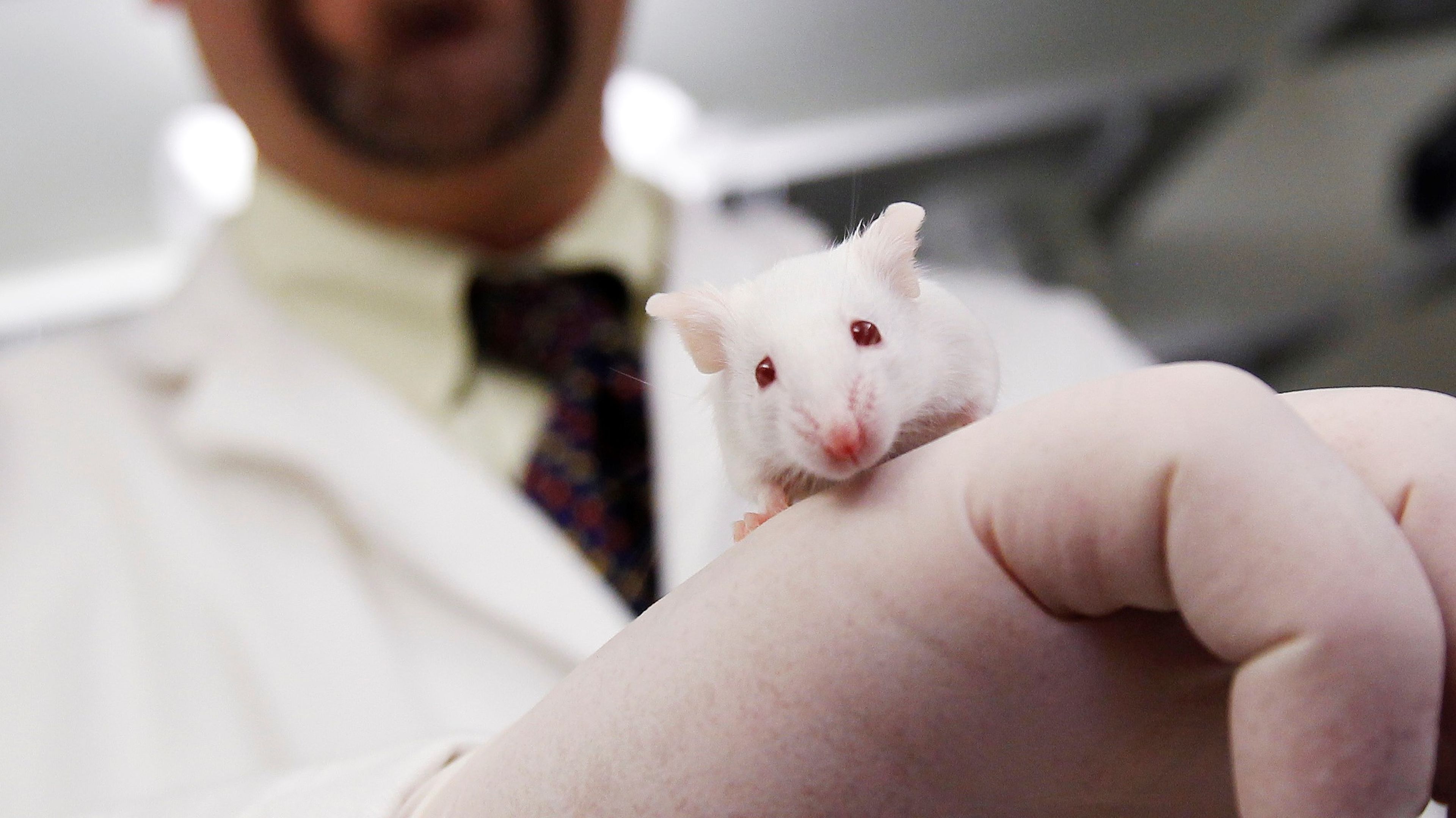 El profesor e investigador Hugh Taylor con un ratón en el laboratorio de la Universidad de Yale.