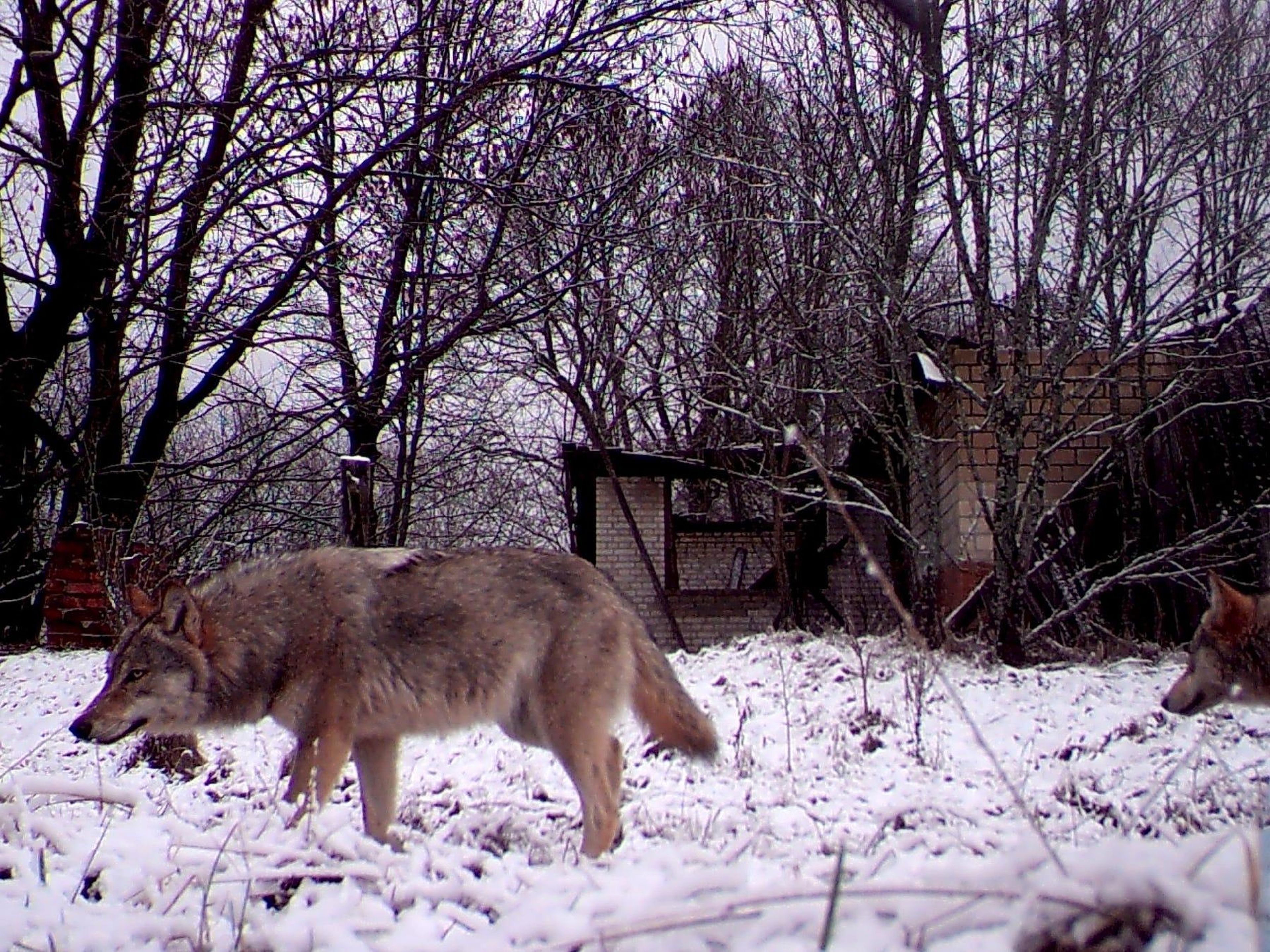 Un lobo, pero no el animal exacto al que se hace referencia, en la zona de exclusión en 2008.