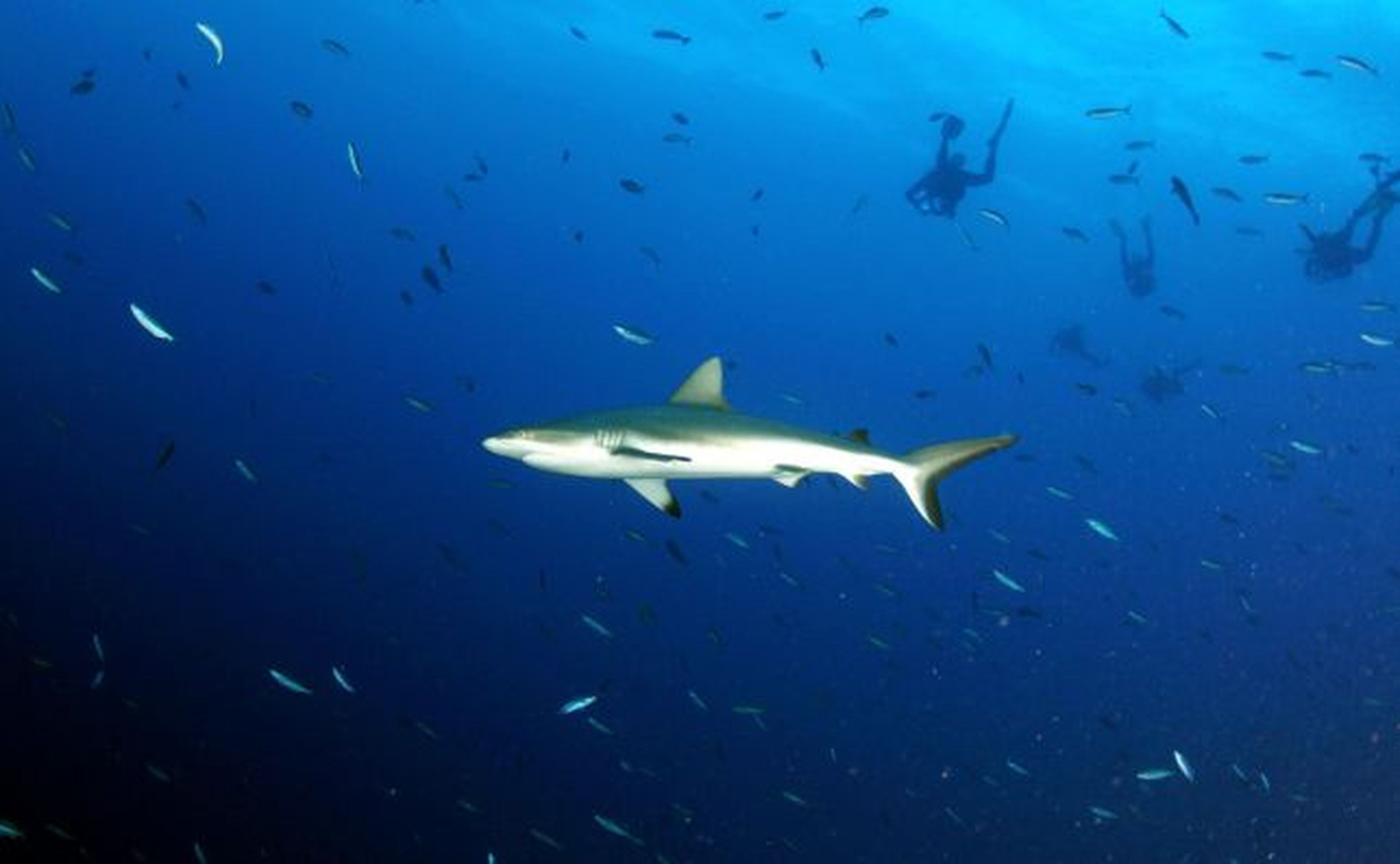 Tiburones en los arrecifes de Micronesia