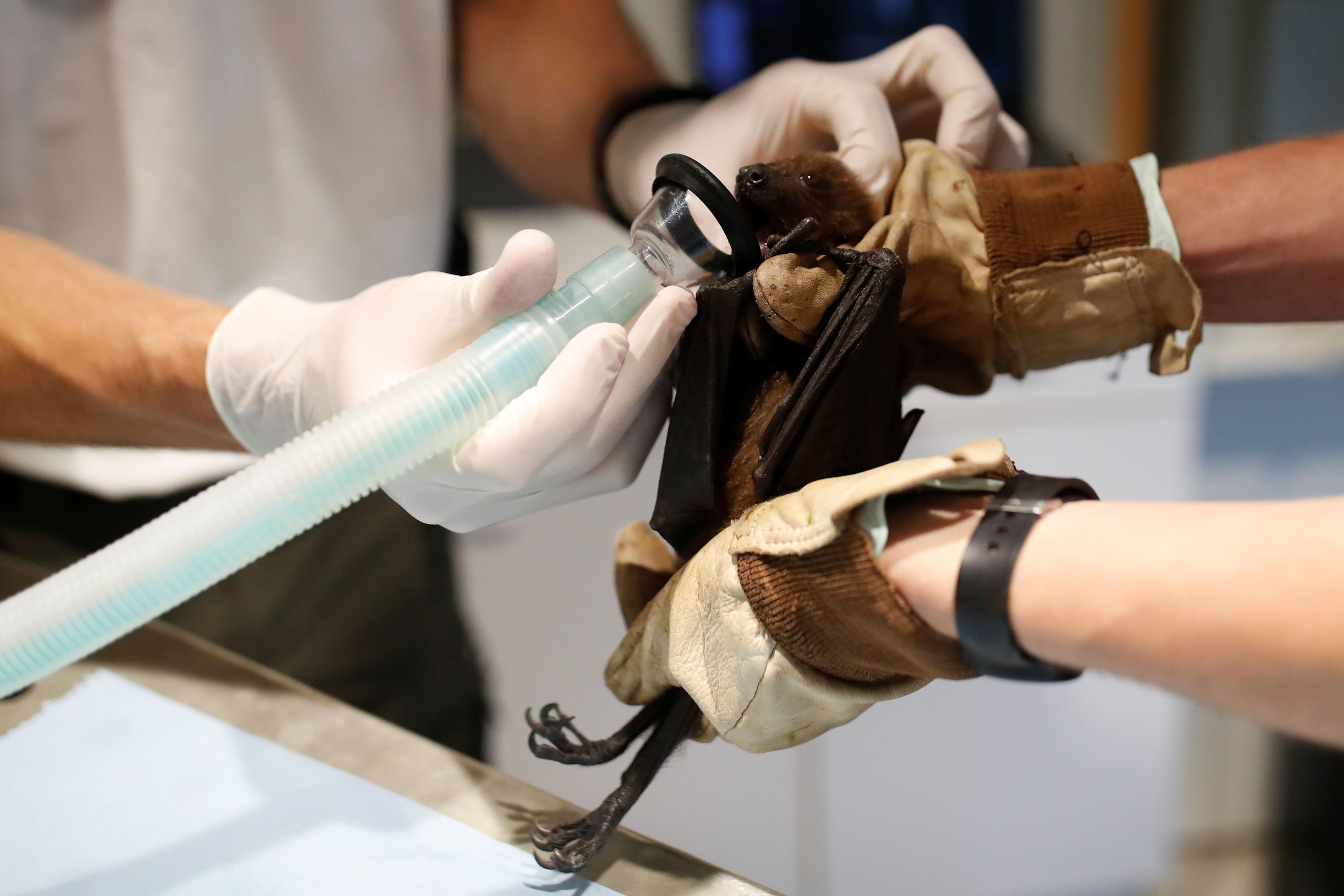 Un veterinario coge muestras de un murciélago para investigar