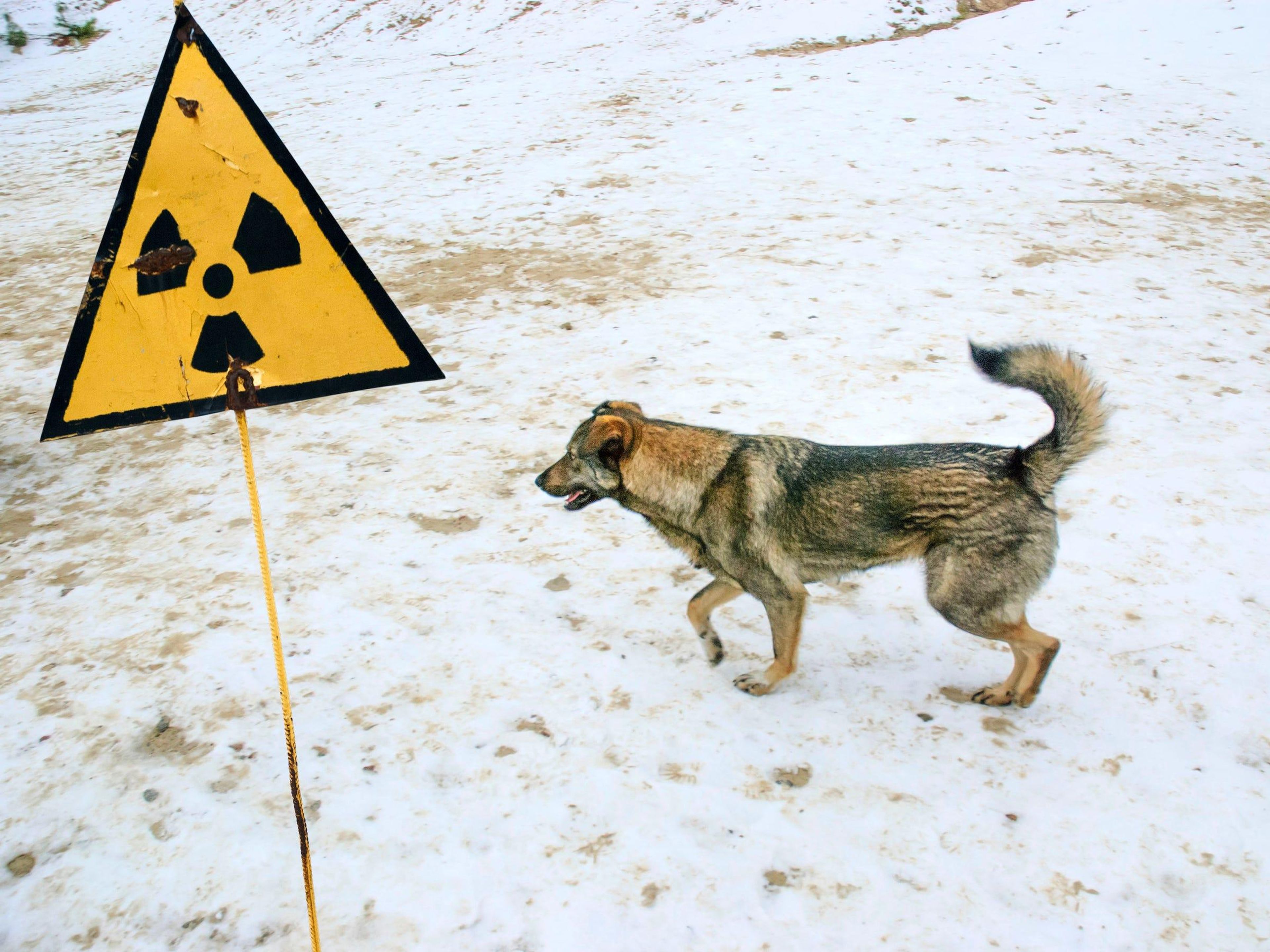 When people were evacuated from Chernobyl in 1986, many left their pets behind thinking that they would soon return. After they were unable to return, Soviet Army soldiers were sent to kill the pets that had been left behind.