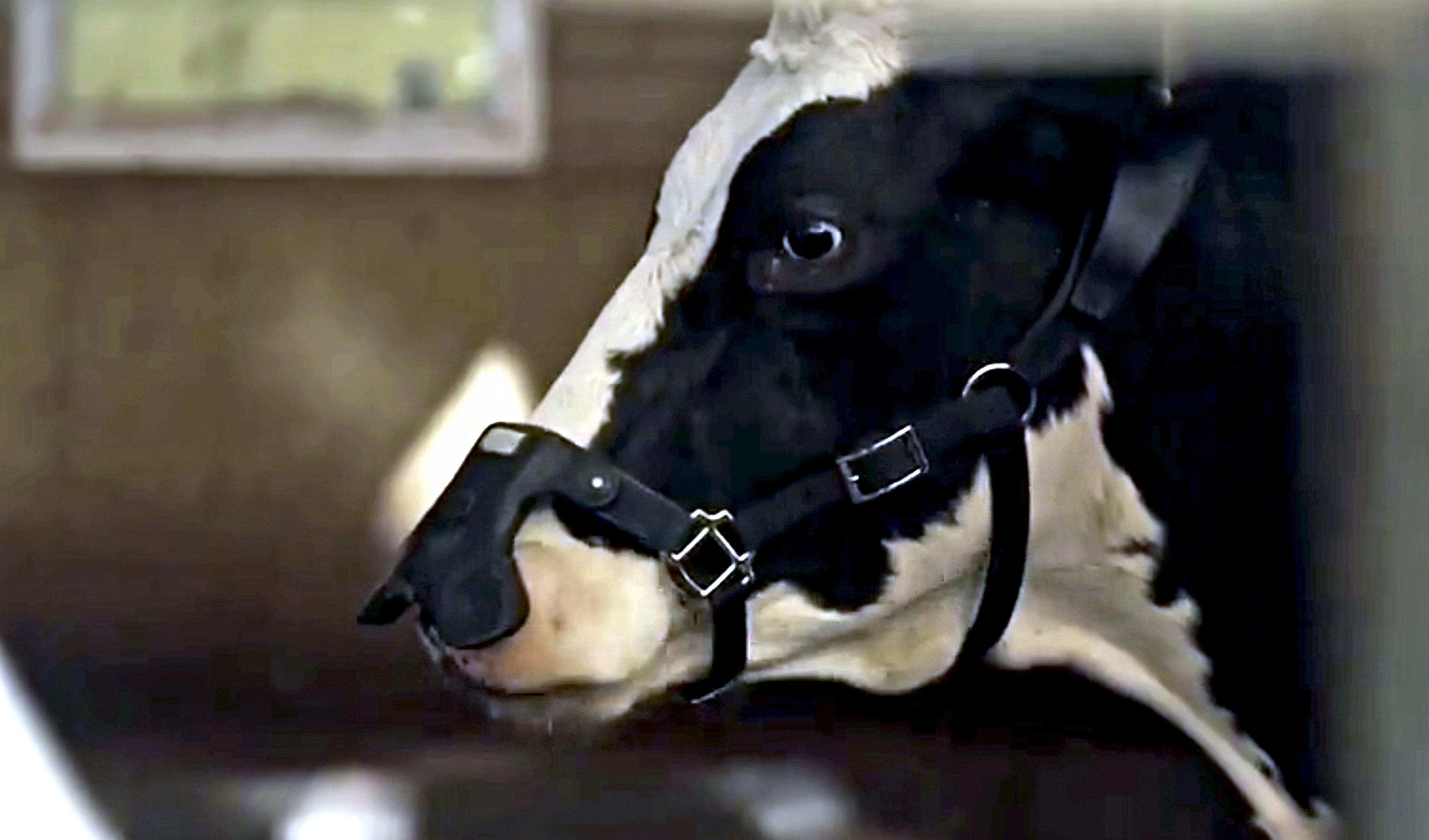 Zelp, una startup con sede en Reino Unido, desarrolla un dispositivo portátil que espera que reduzca las emisiones de metano del ganado hasta en un 60%.