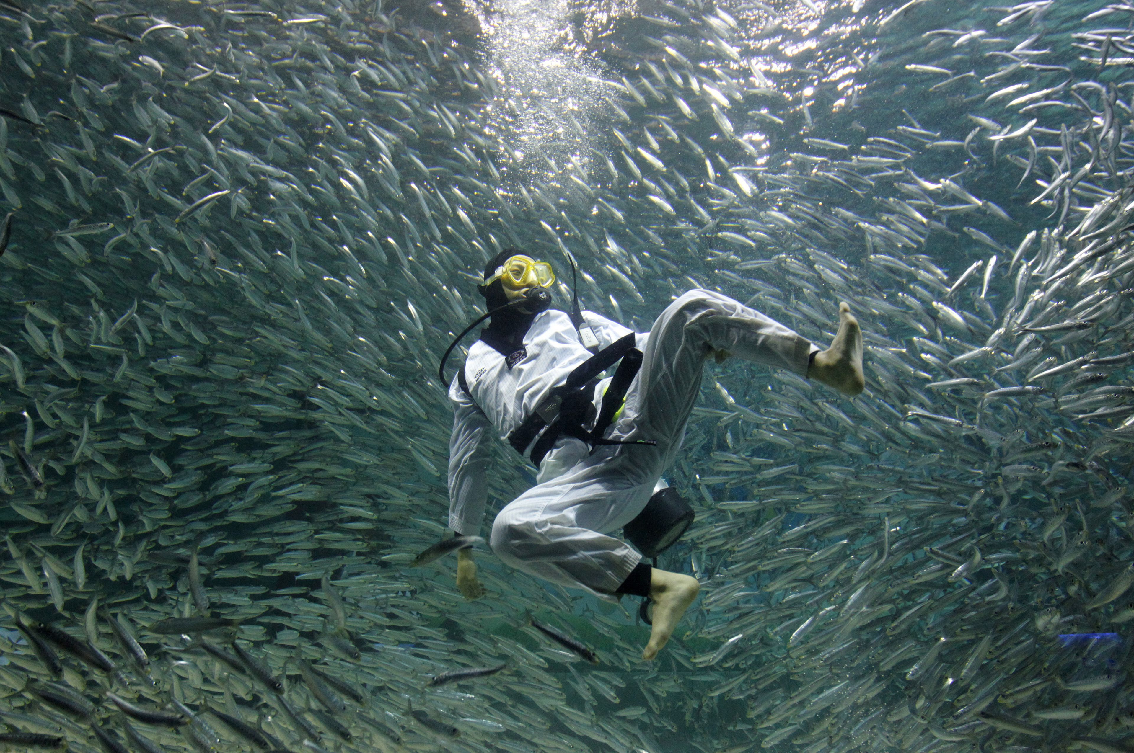 Un buceador rodeado de sardinas practica Taekwondo durante un espectáculo de buceo en Seúl