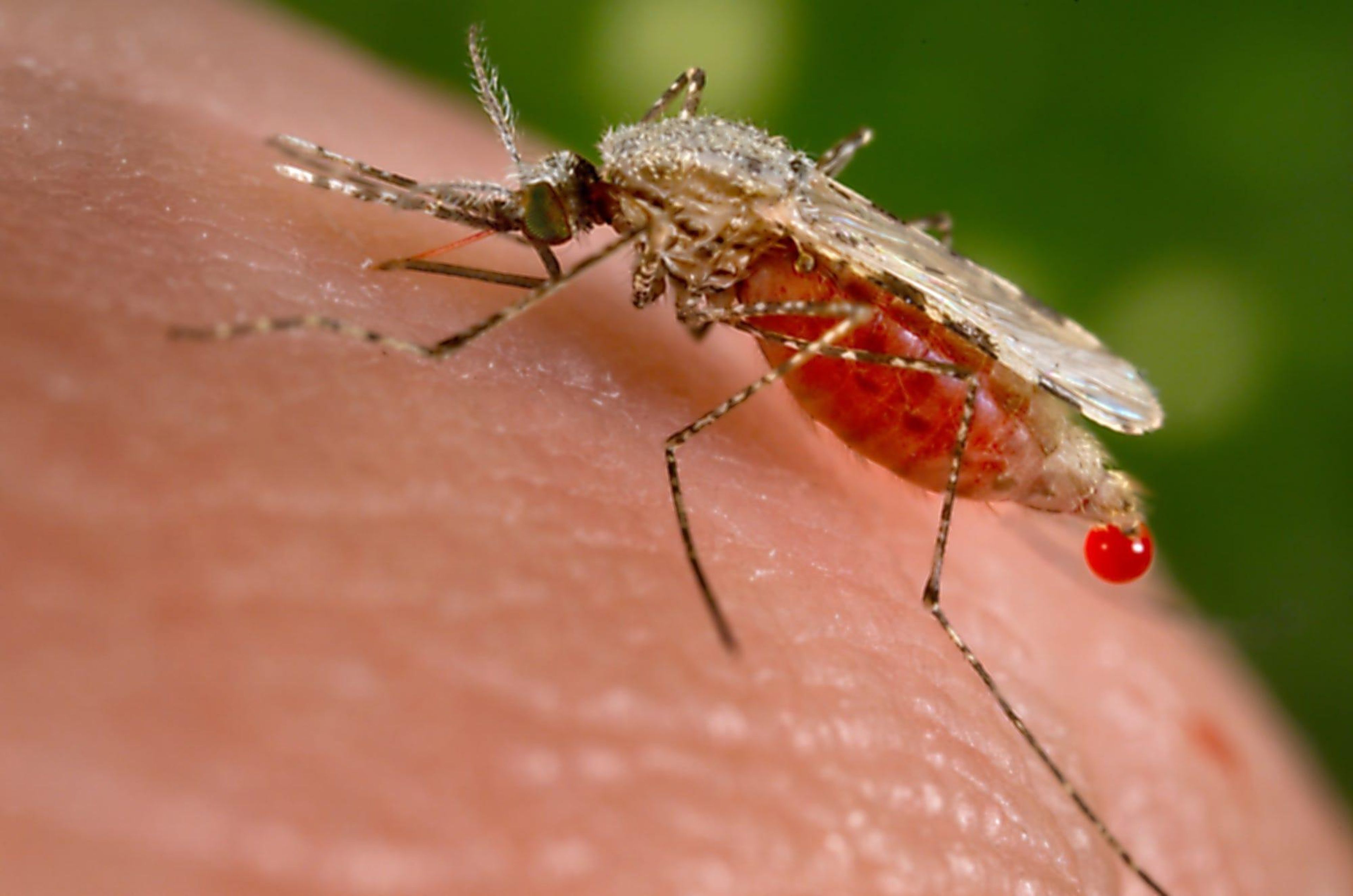 Anopheles stephensi mosquito feeding on a human host, droplet of blood expelled from the mosquito abdomen, close-up view.