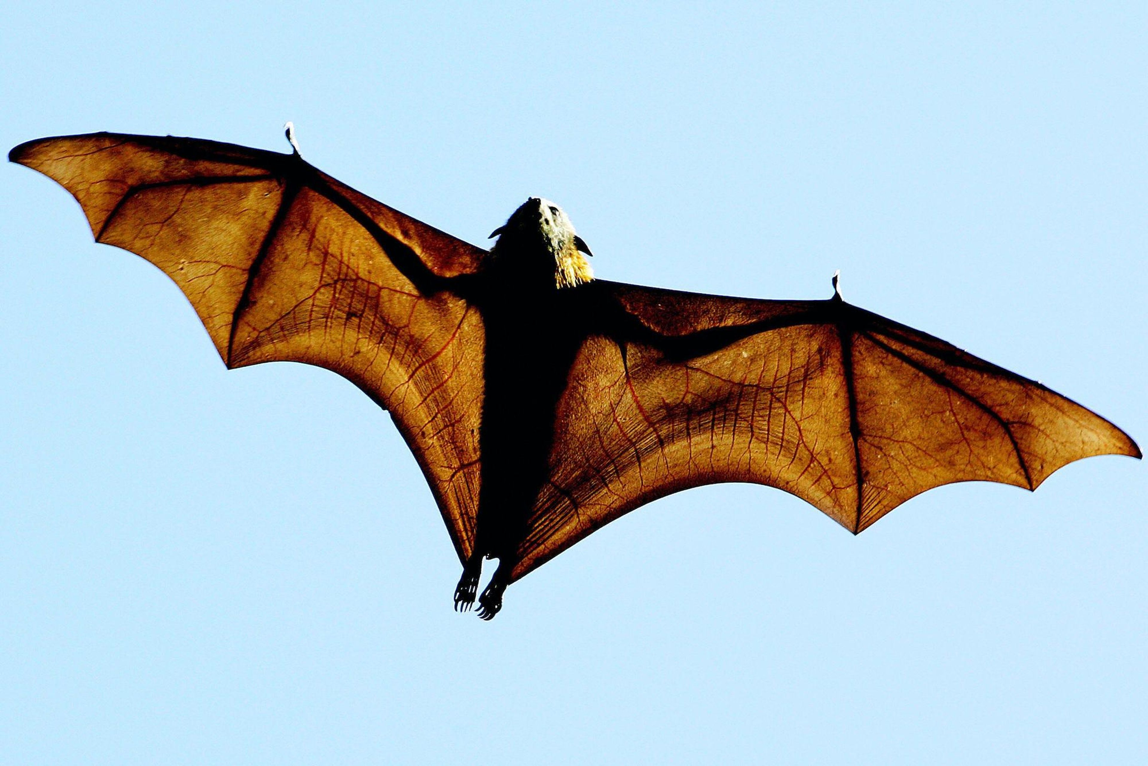 grey-headed Flying-fox (Pteropus poliocephalus), a native Australian bat, stretches its leathery wings as it flies high over Sydney's Botanical Gardens