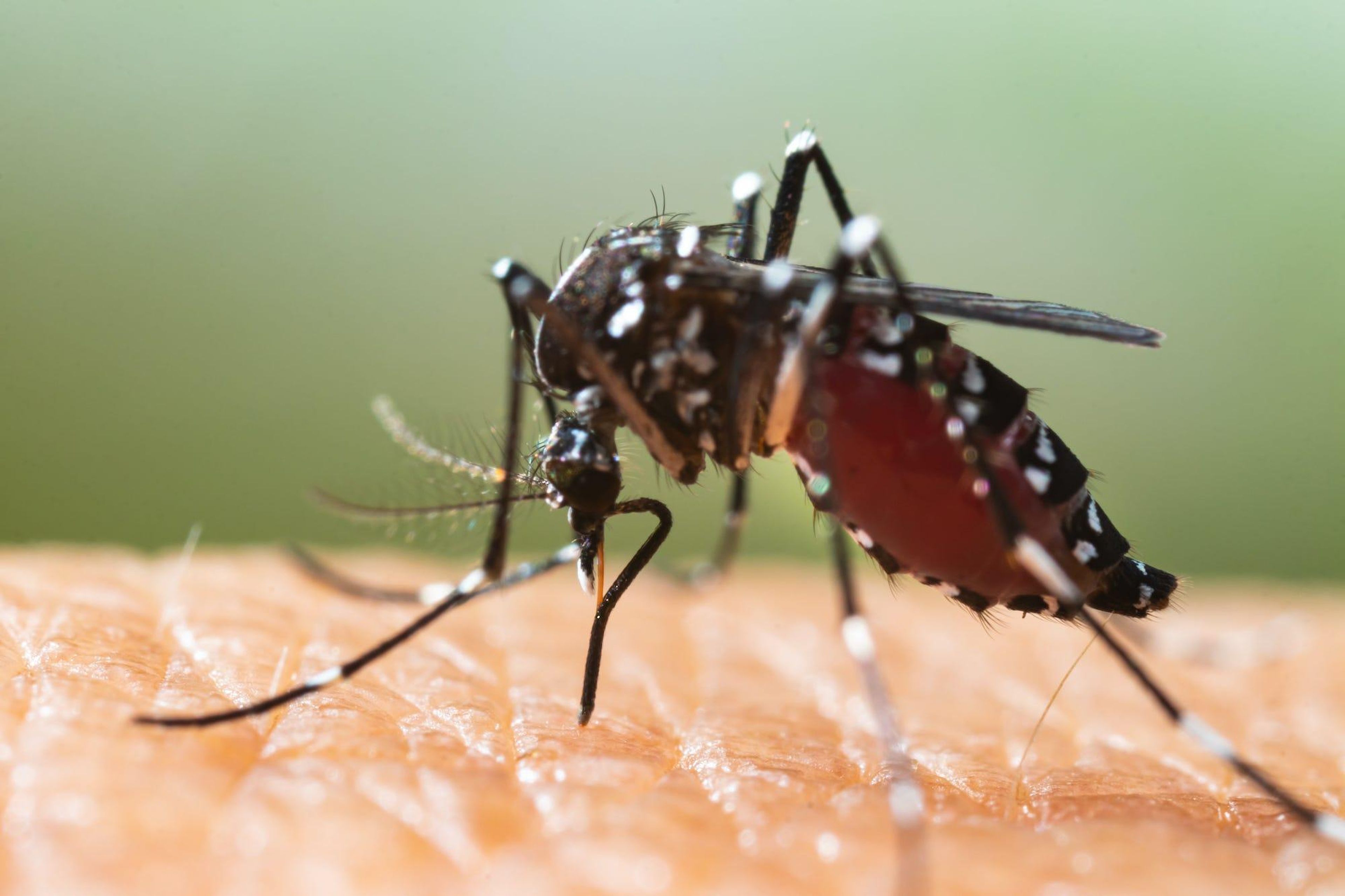 For example, researchers have known that higher temperatures and wetter climates can can lead to an increase in mosquito-transmitted diseases such as malaria.