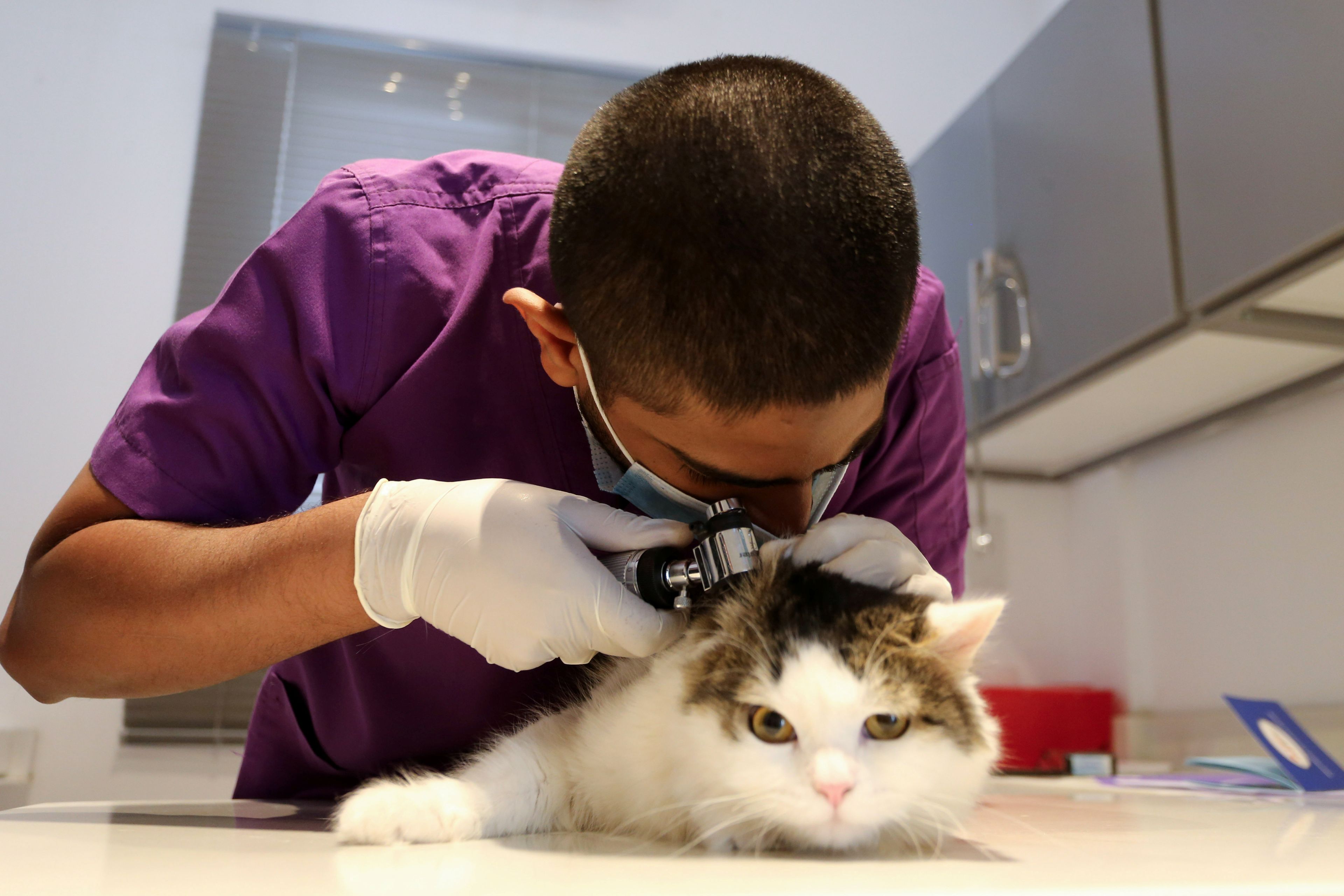 Un veterinario revisa a un gato en el refugio de animales de Riad, Arabia Saudí, el 4 de mayo de 2020.