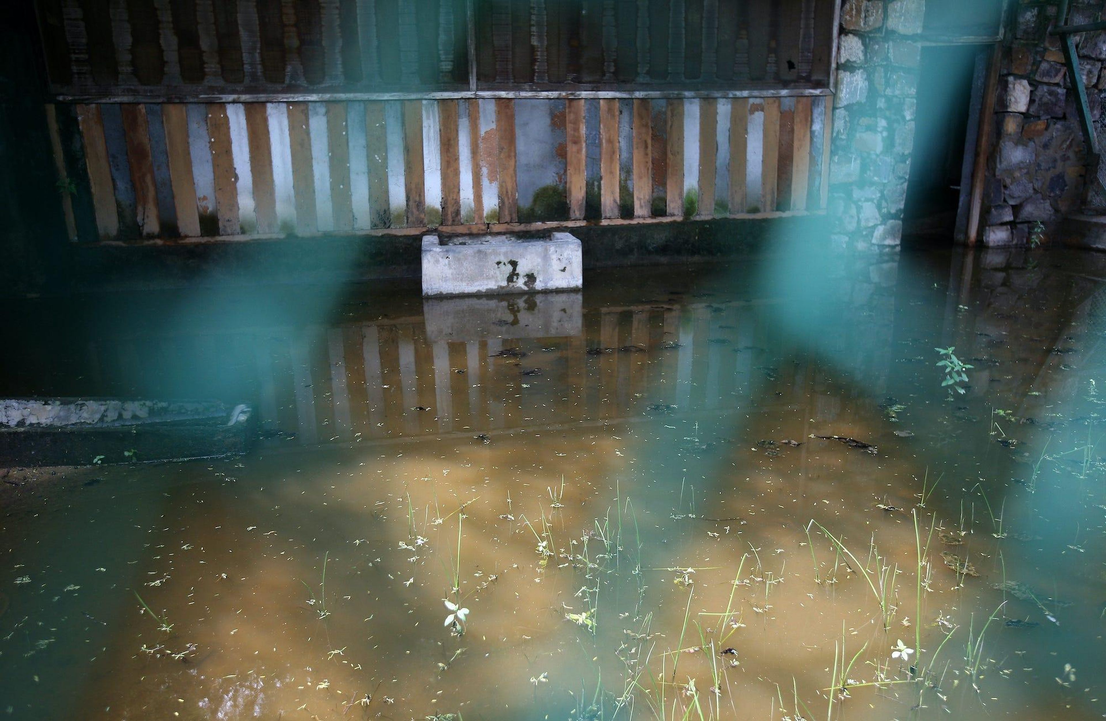 A view of the flooded Delhi Zoo, where Aedes mosquito larvae have been found at various places.