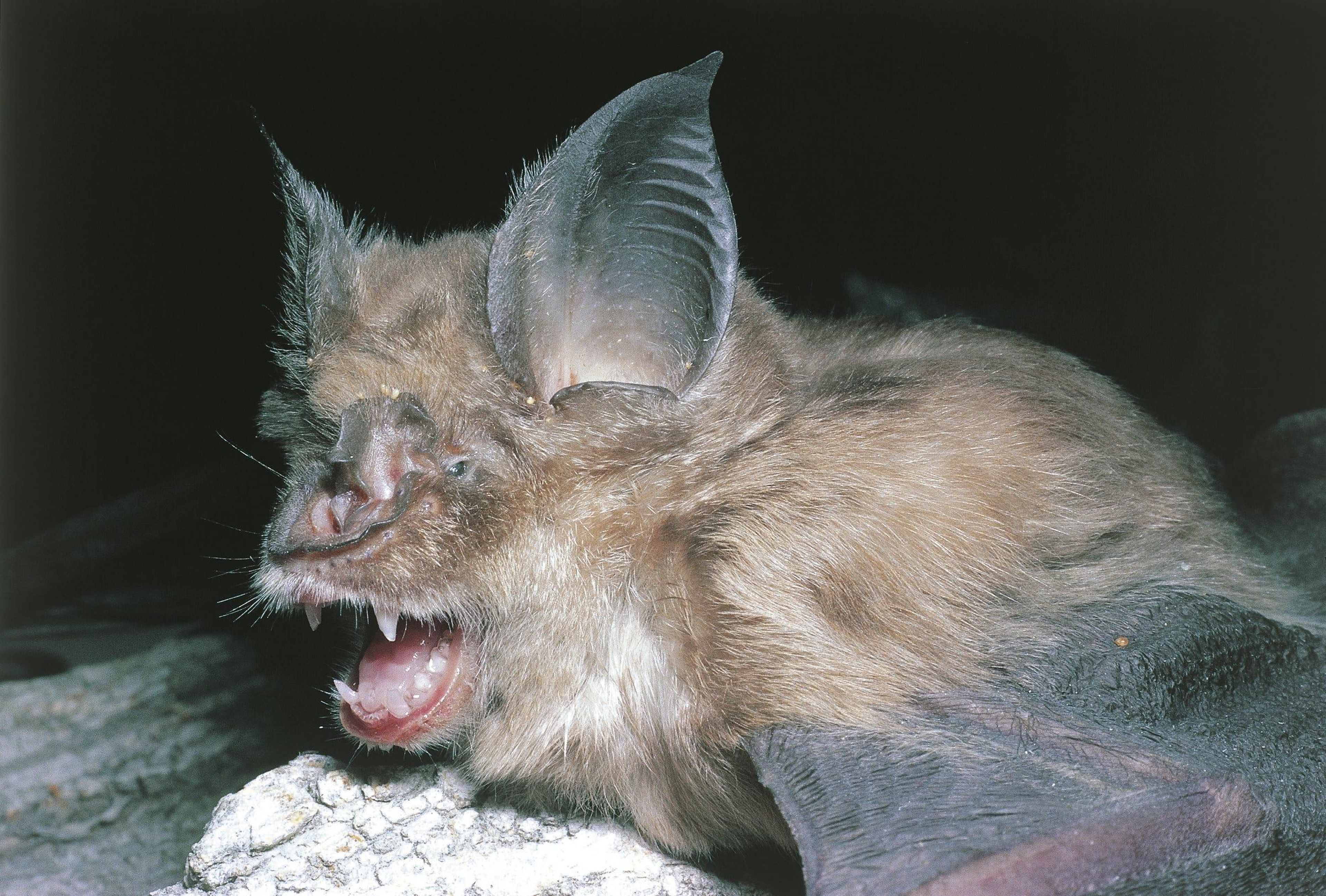 Un murciélago de herradura mayor, familiar de la especie de murciélago Rhinolophis sinicus de China y huésped original del SARS.