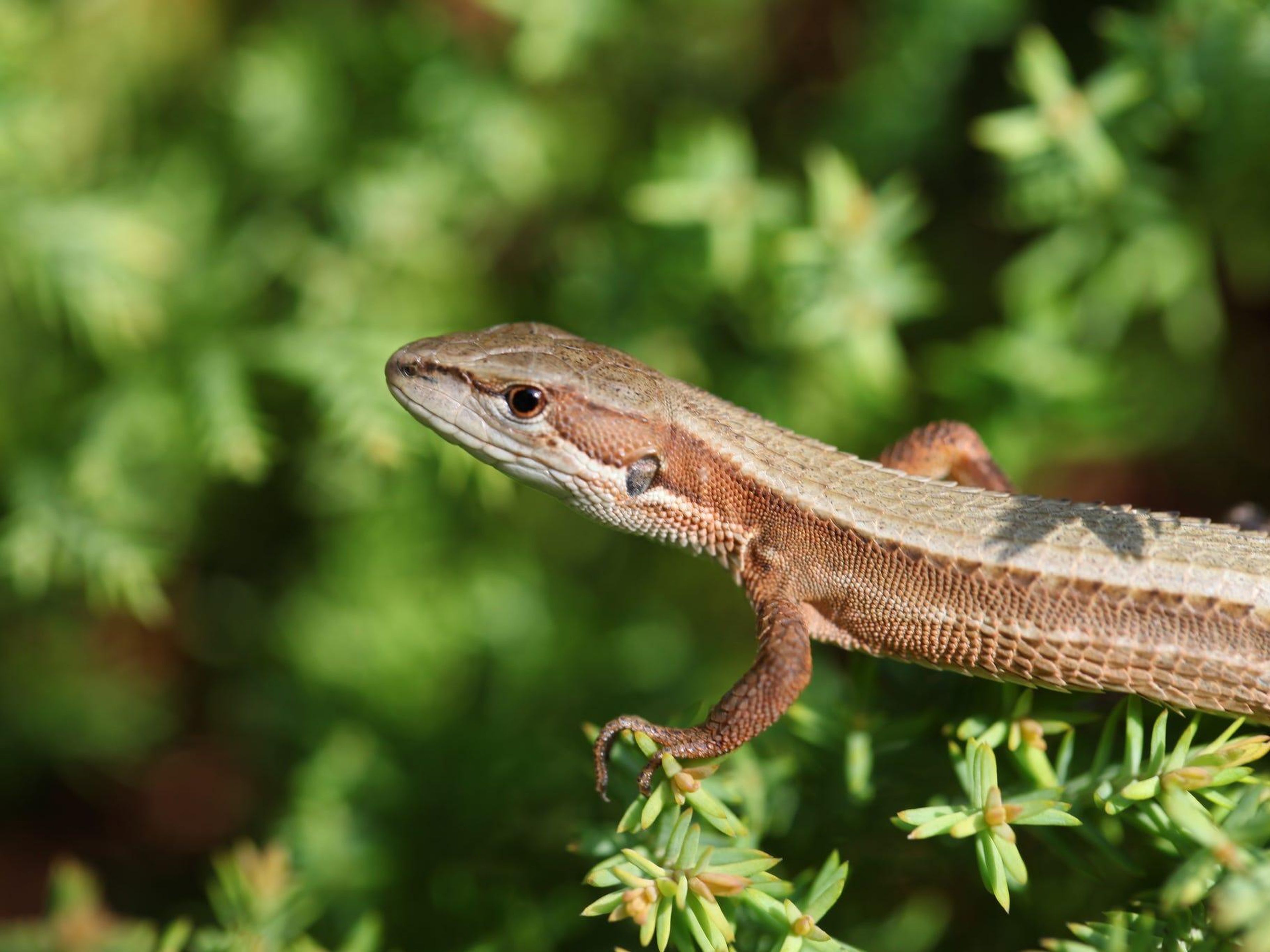 "Imagine that the world is hotter and that lizards adapt to live in temperatures very close to yours. Then their viruses adapt to higher temperatures," Arturo Casadevall, chair of molecular microbiology and immunology at the Johns