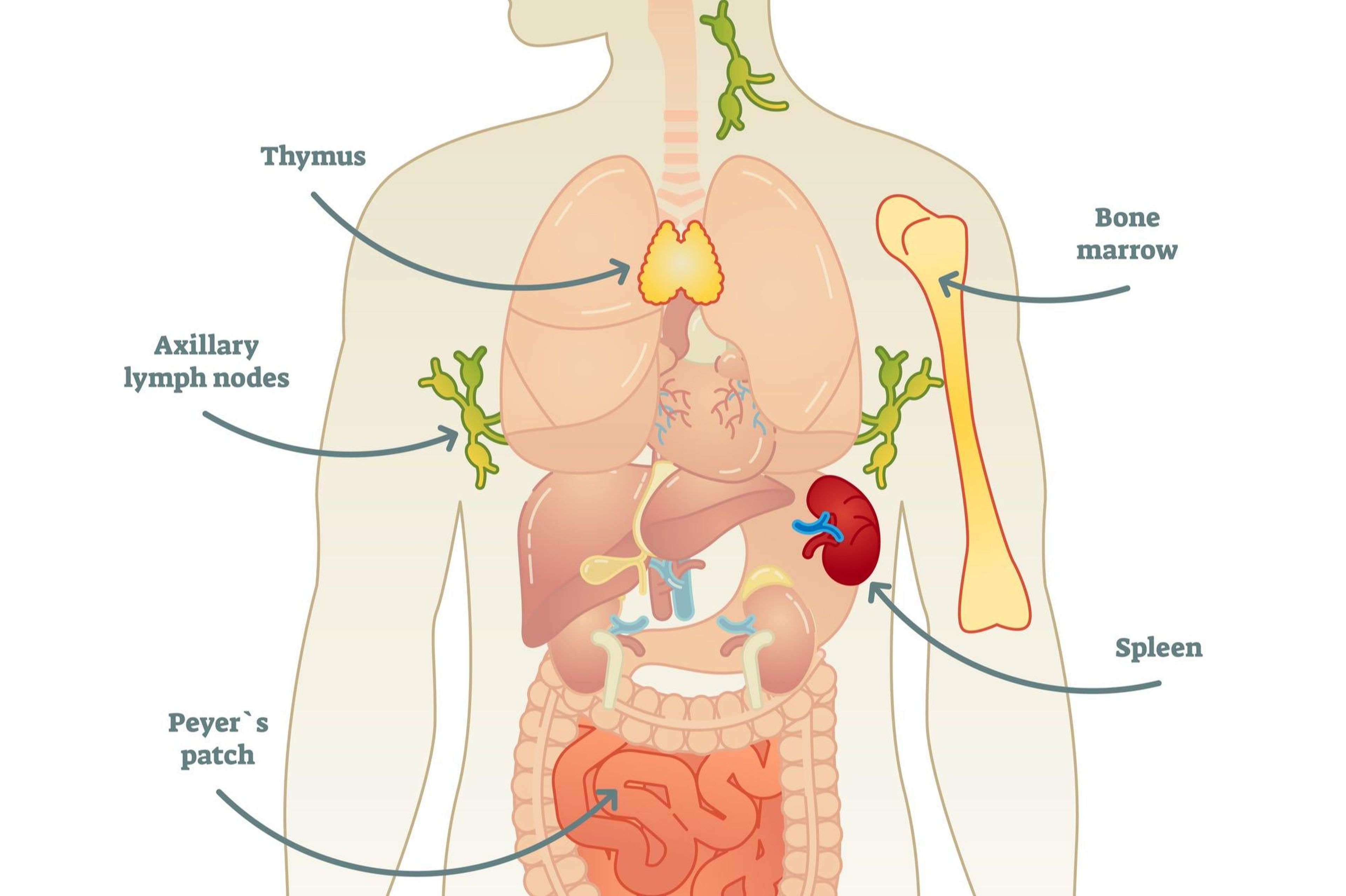 Diagram of the human immune system.