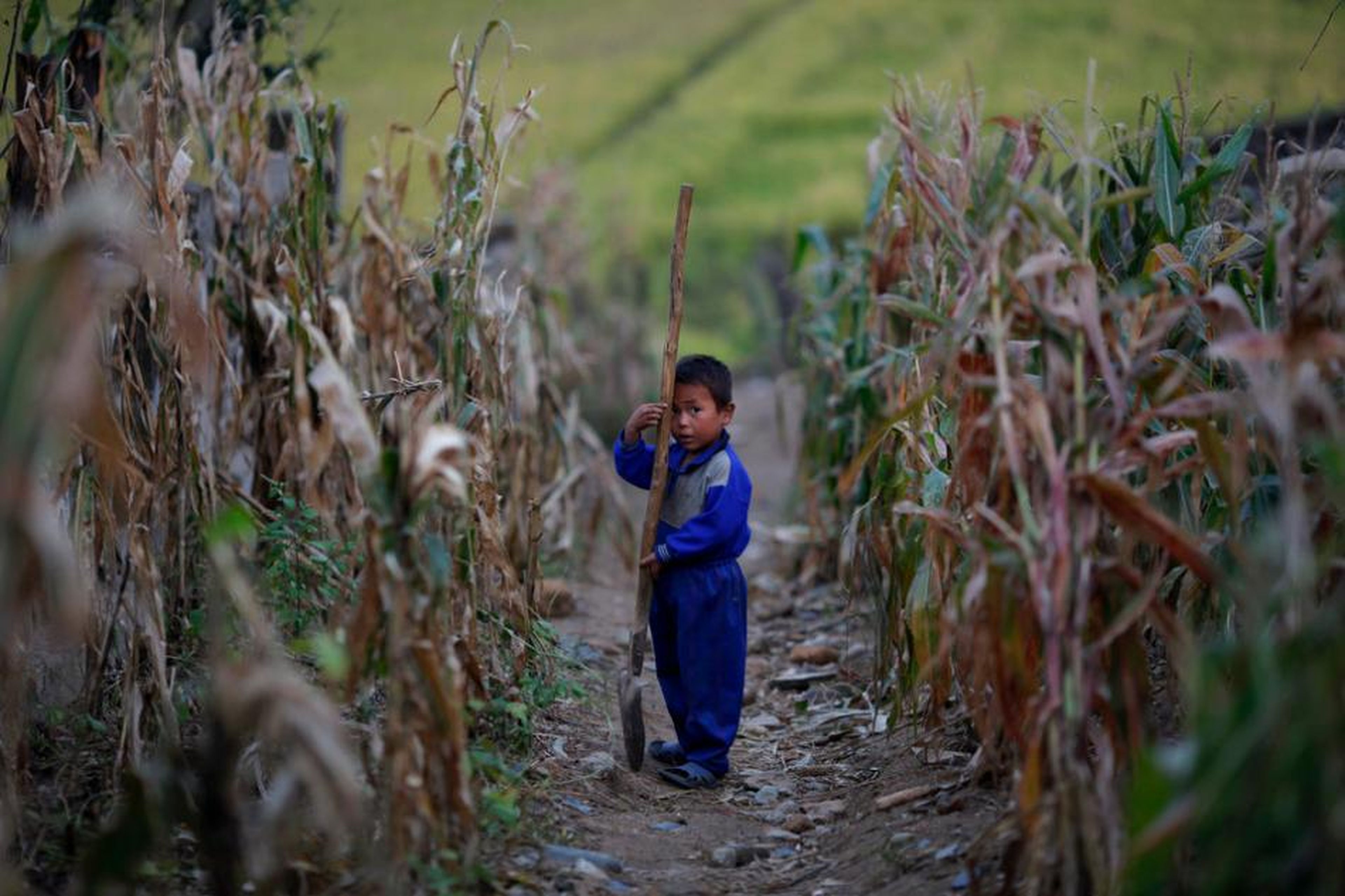 Un niño labrando en un campo de maíz dañado por inundaciones y tifones que forma parte de una granja colectiva de Soska-Ri, En septiembre de 2011, en la provincia norcoreana de Hwanghae del Sur.