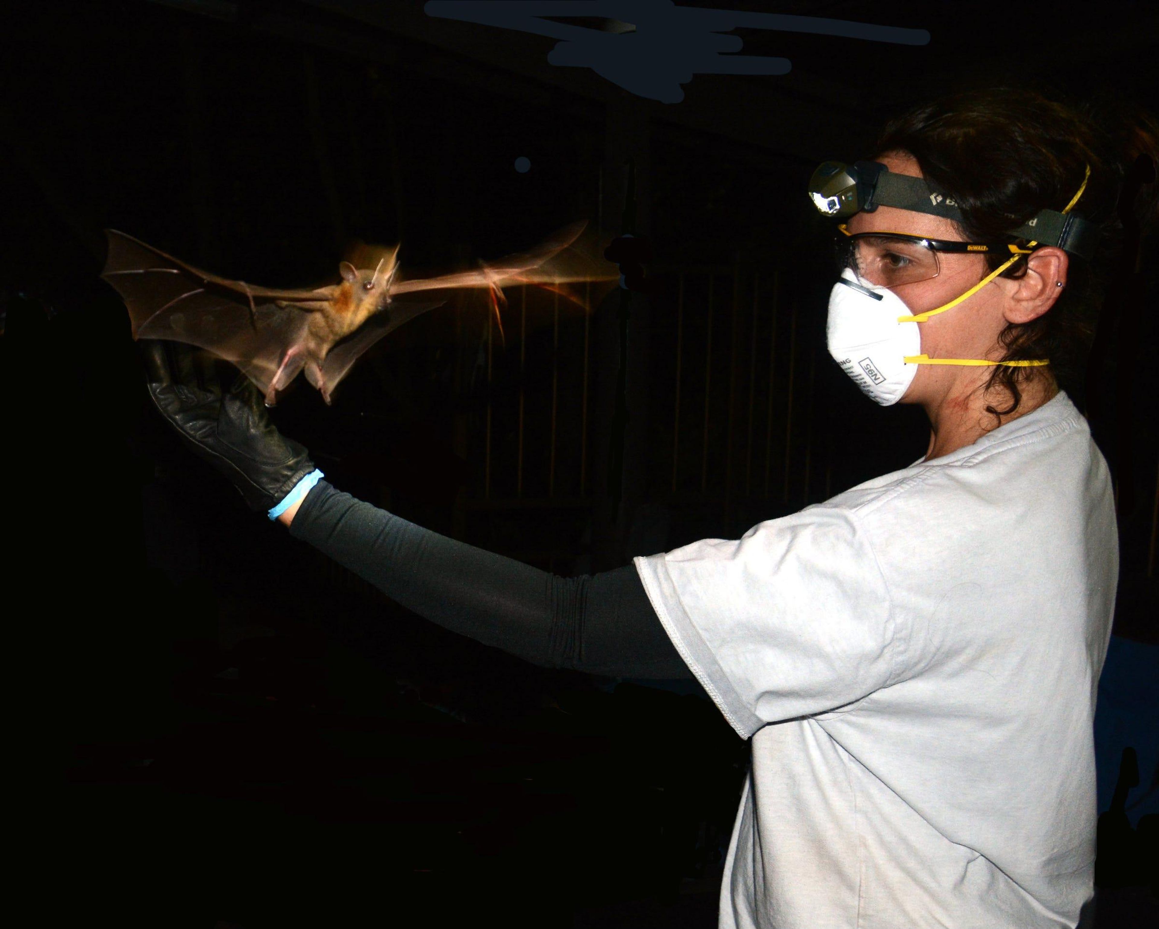 Una investigadora con una máscara facial protectora sostiene un murciélago.
