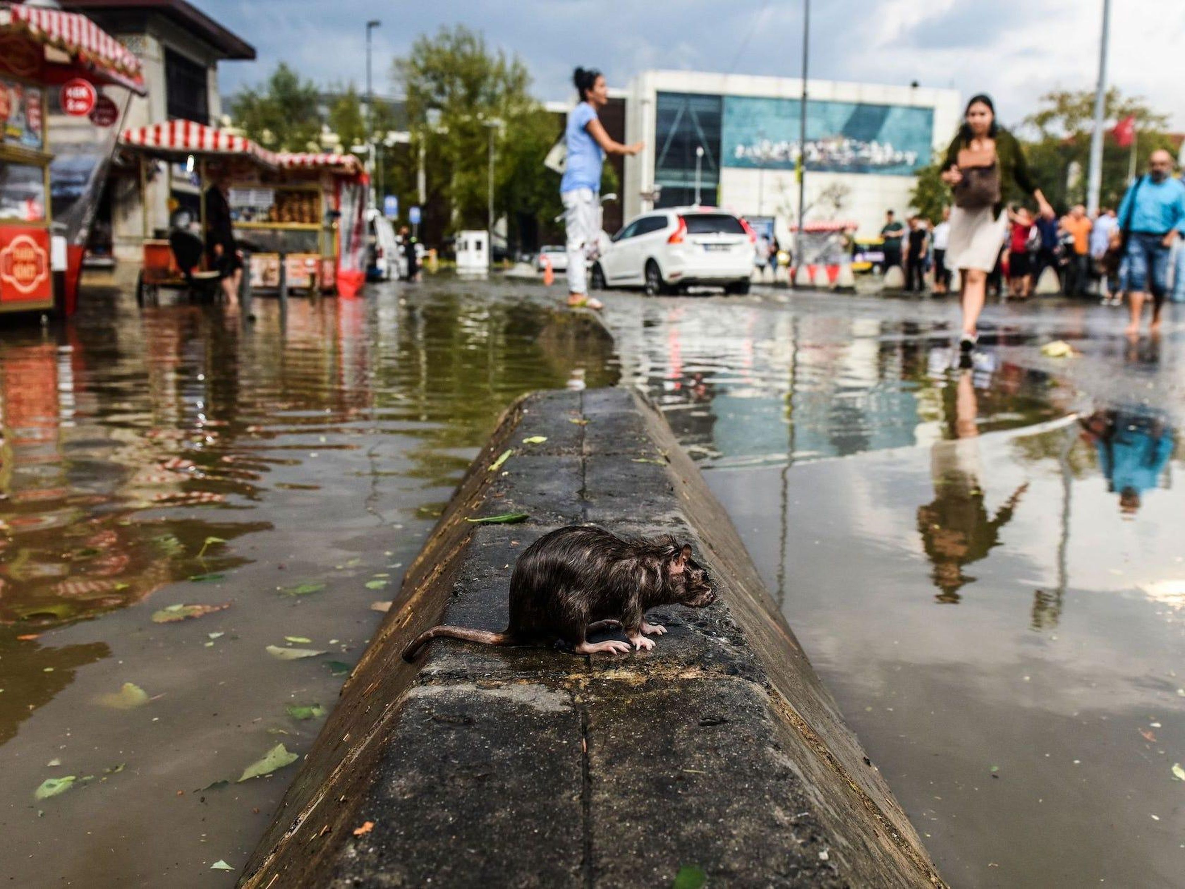 A rat stands on a cement block in a flooded street after a heavy downpour of rain and hail at Besiktas near Istanbul on July 27, 2017.