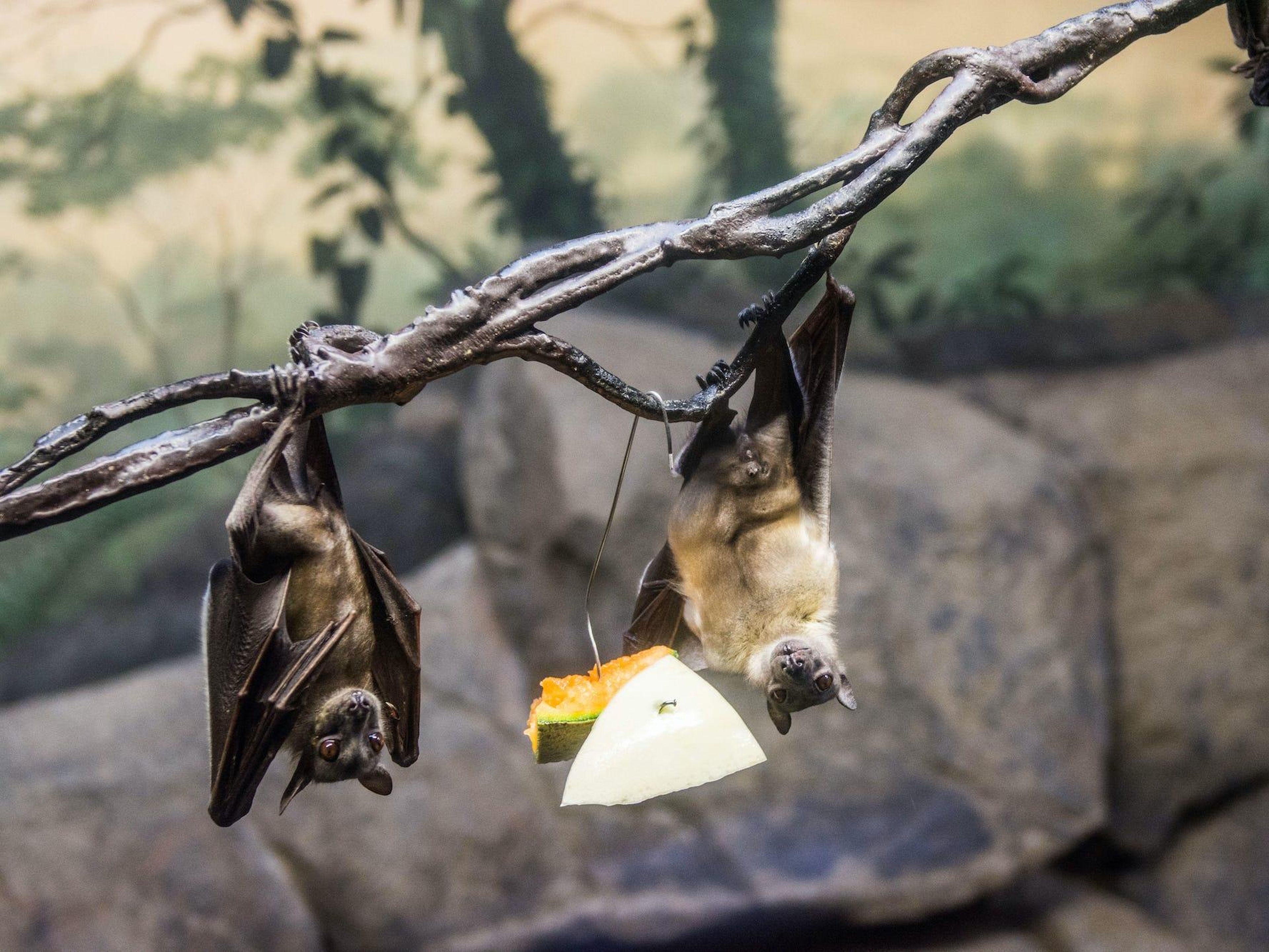 Two bats eating fruit together.