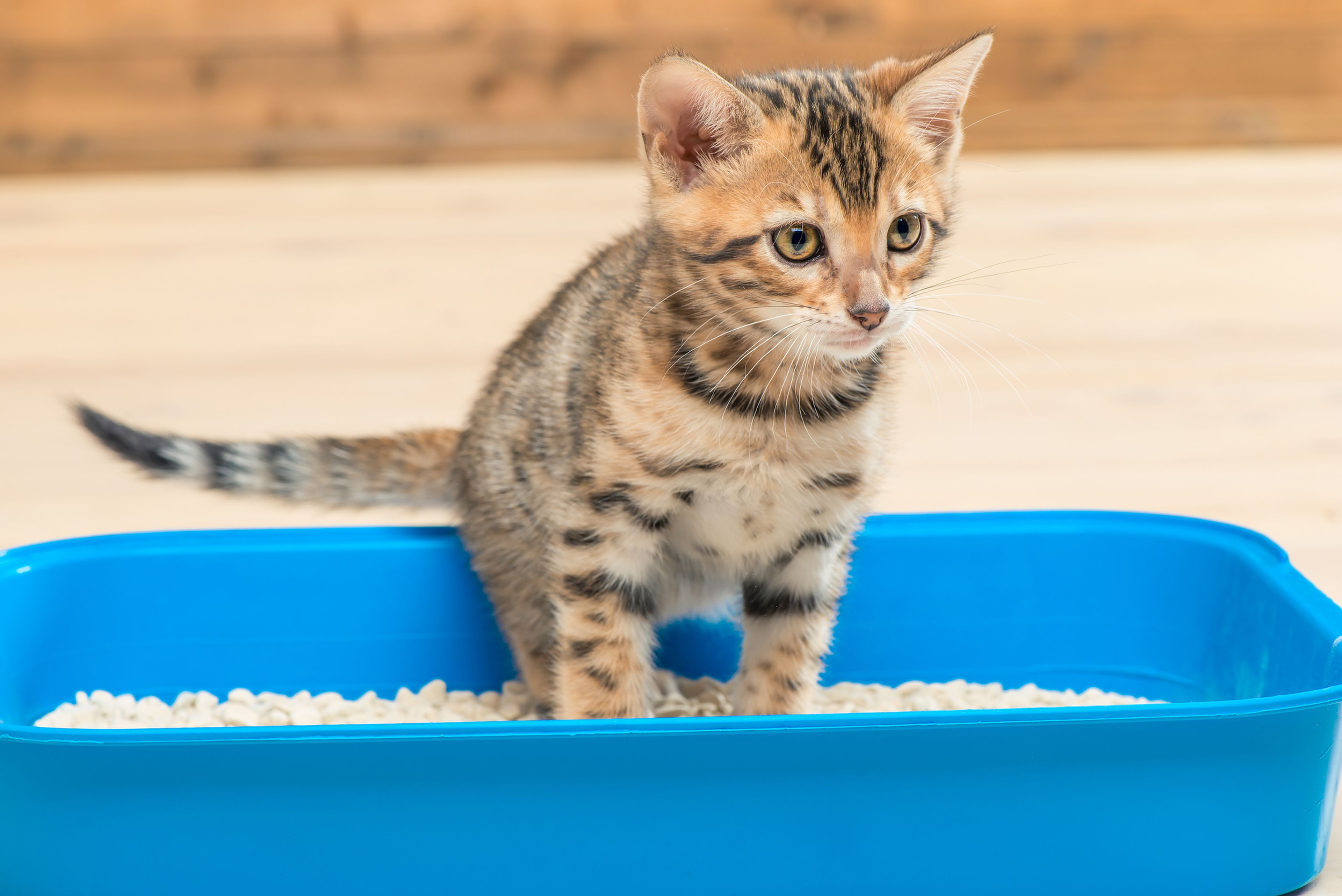 Un gato en su caja de arena
