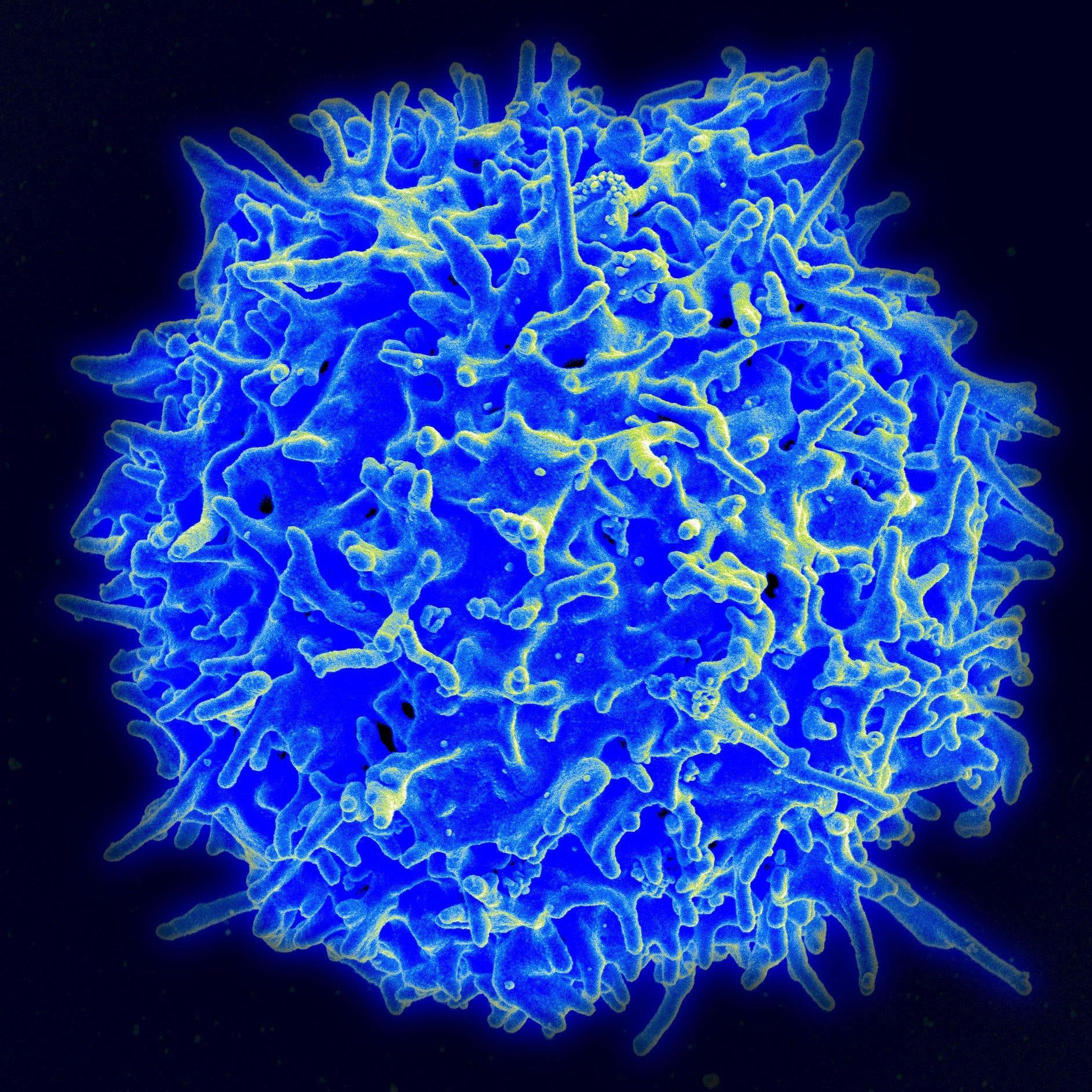 Una célula T humana del sistema inmunológico de un donante sano.