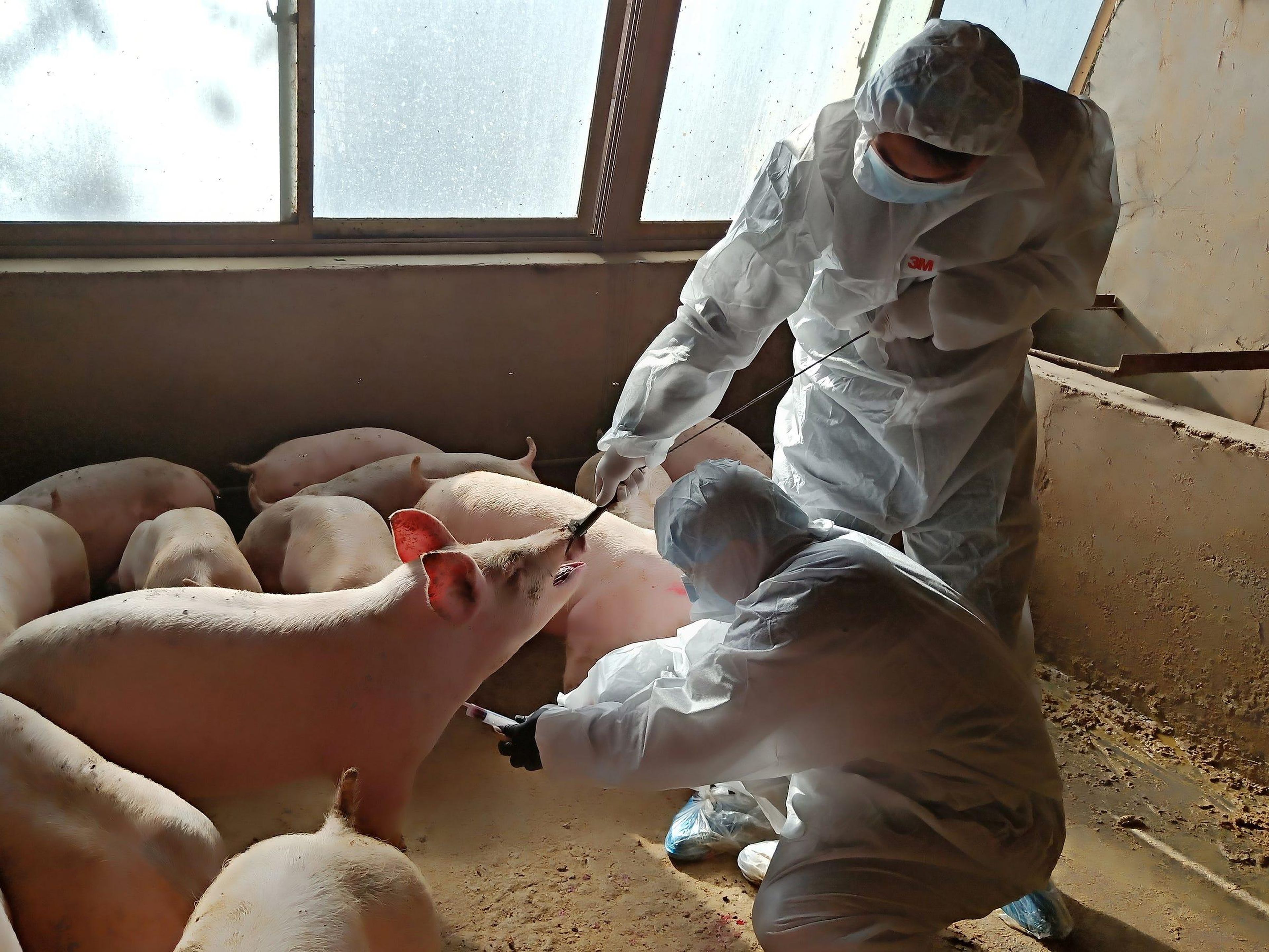 Los trabajadores de una granja de animales local recogen una muestra de sangre de un cerdo en Zhangye, provincia de Gansu (China), el 28 de octubre de 2019.
