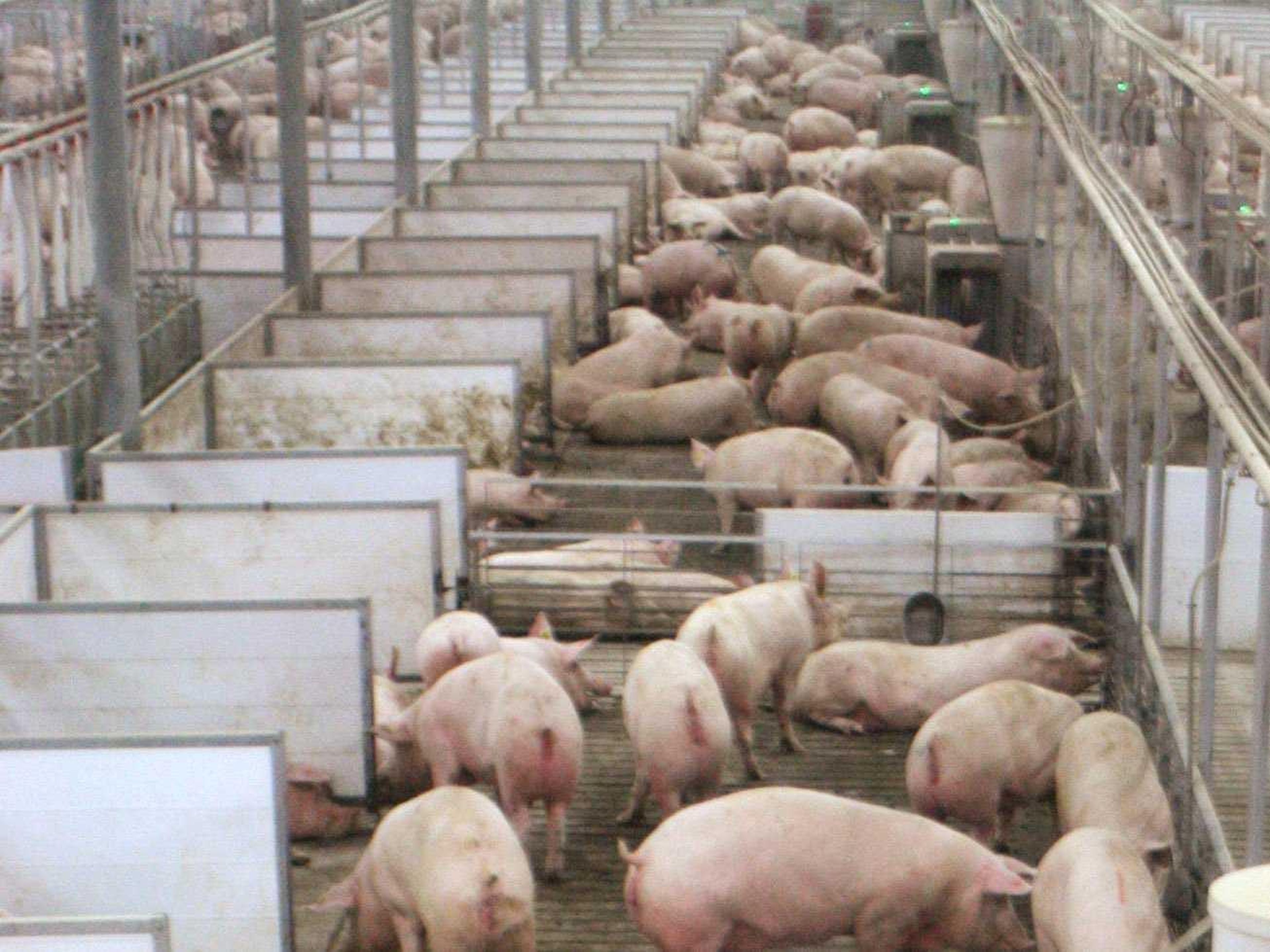 Cerdos en las granjas de Fair Oaks en Fair Oaks, Indiana, el 18 de mayo de 2015.
