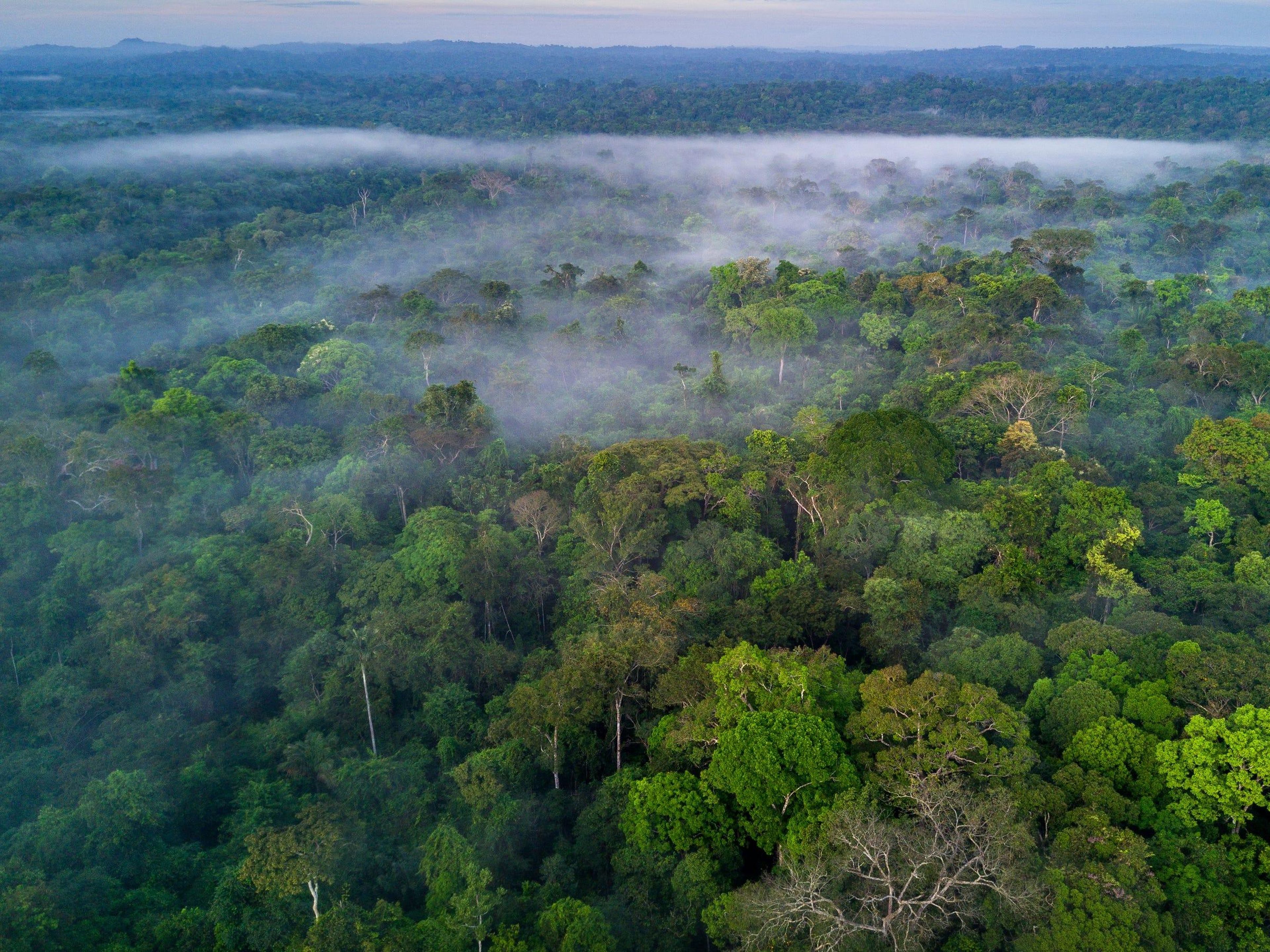 Una de cada 10 especies conocidas en la Tierra se encuentra en la selva tropical del Amazonas.