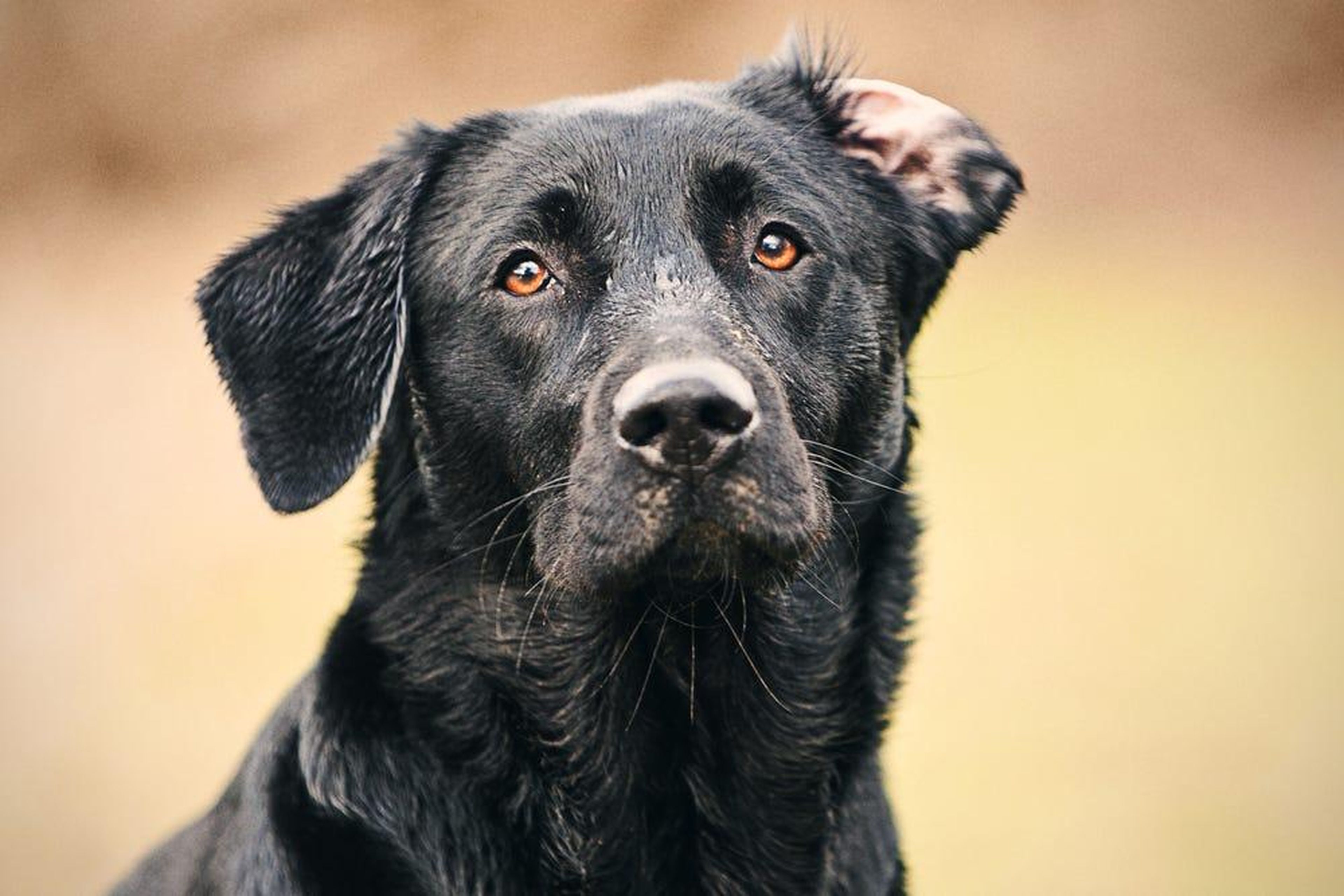 An adult black labrador. Shutterstock