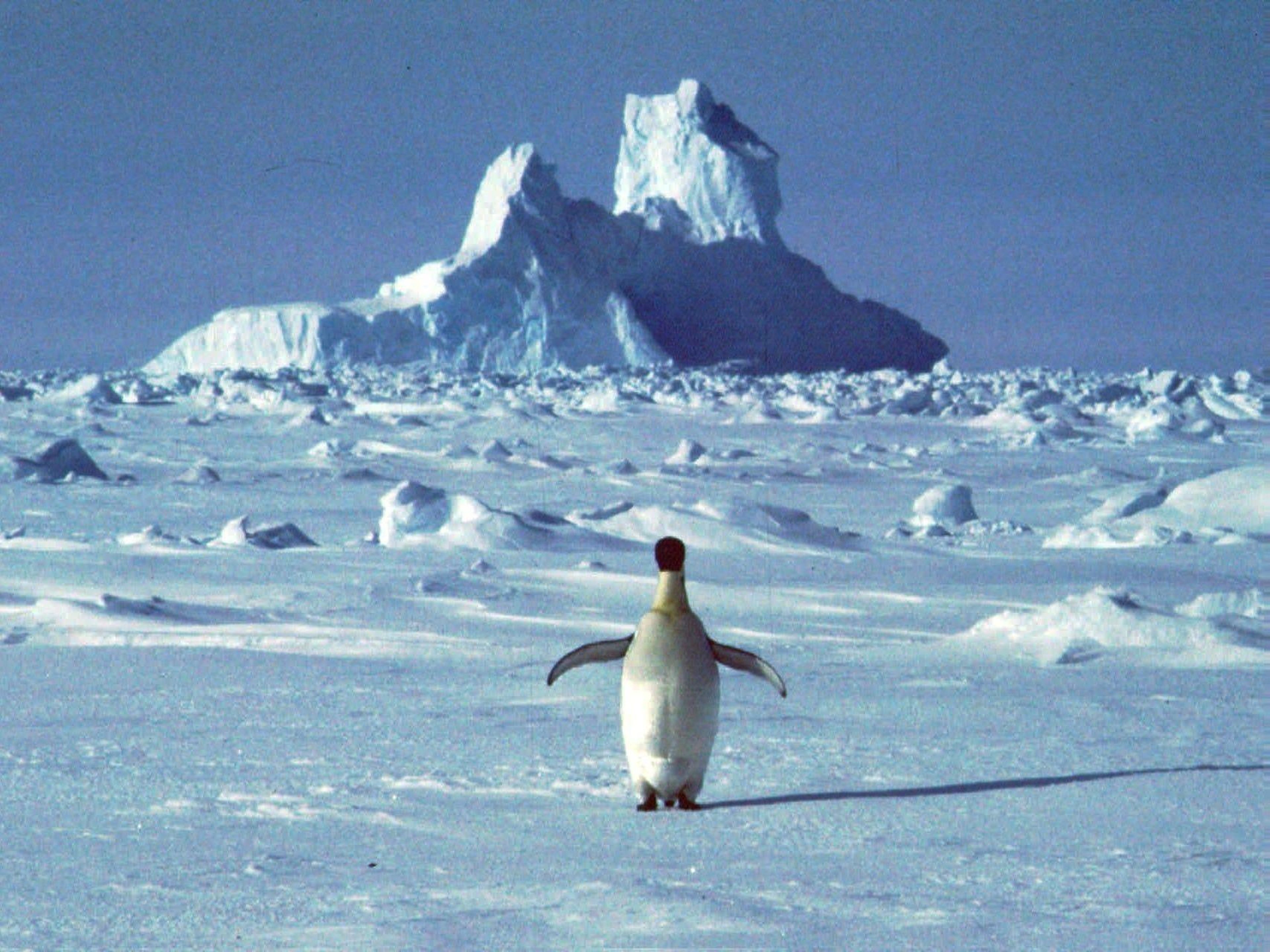 Un pingüino camina sobre el hielo en la Antártida.