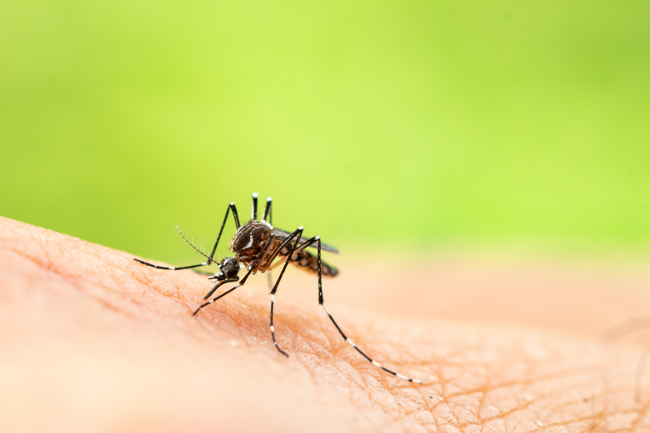 Sherlock Holmes creativo Ojalá 8 remedios caseros contra los mosquitos y sus picaduras | Business Insider  España