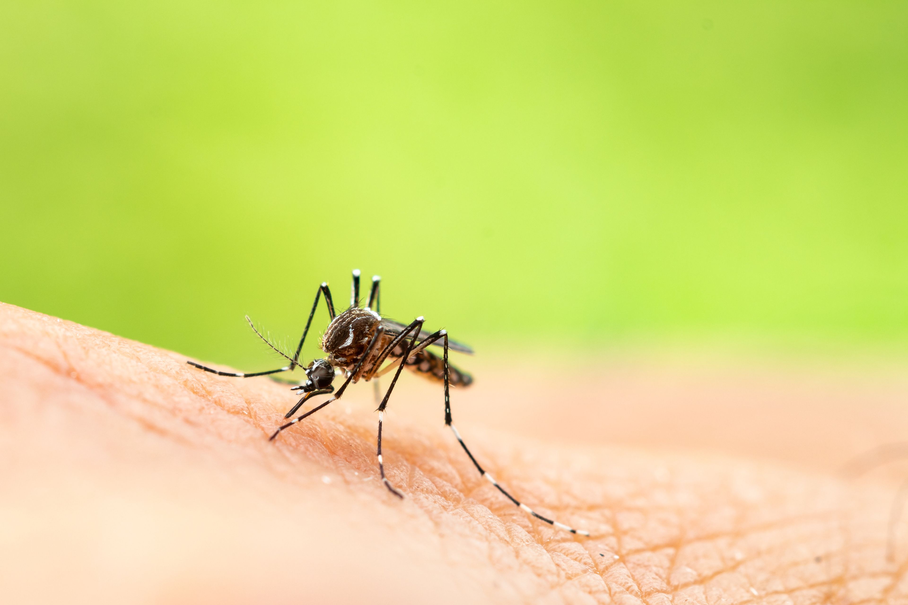 Al aire libre Plano arbusto 8 remedios caseros contra los mosquitos y sus picaduras | Business Insider  España