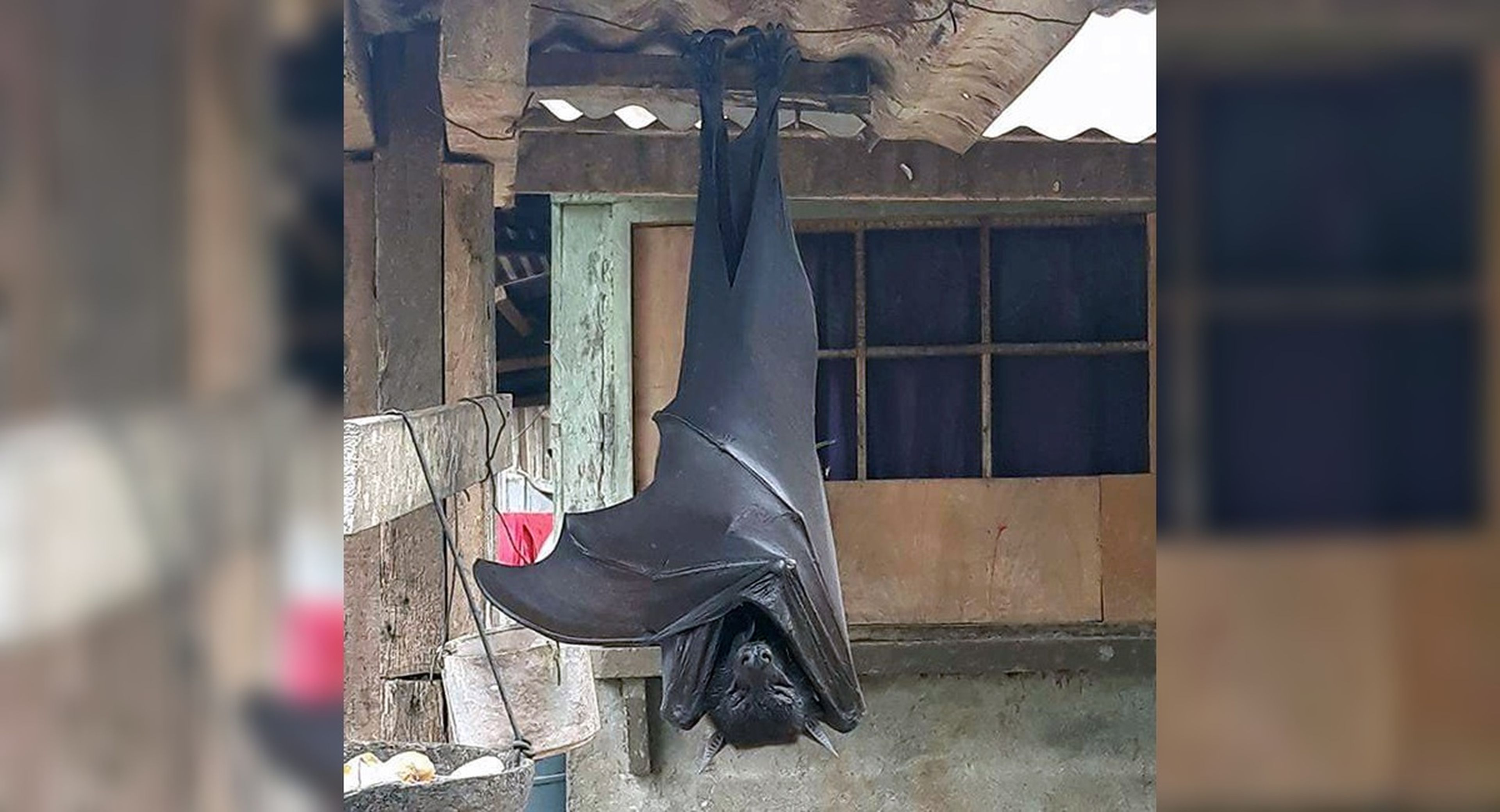 Murciélago gigante