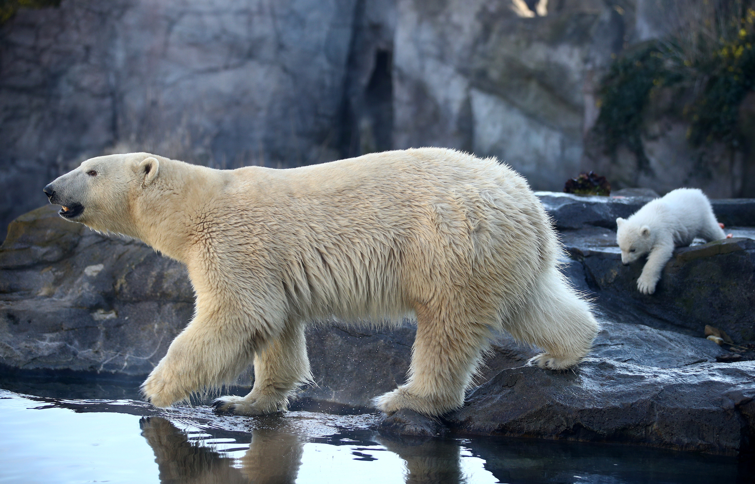 El cambio climático hará que los osos polares se extingan en 2100