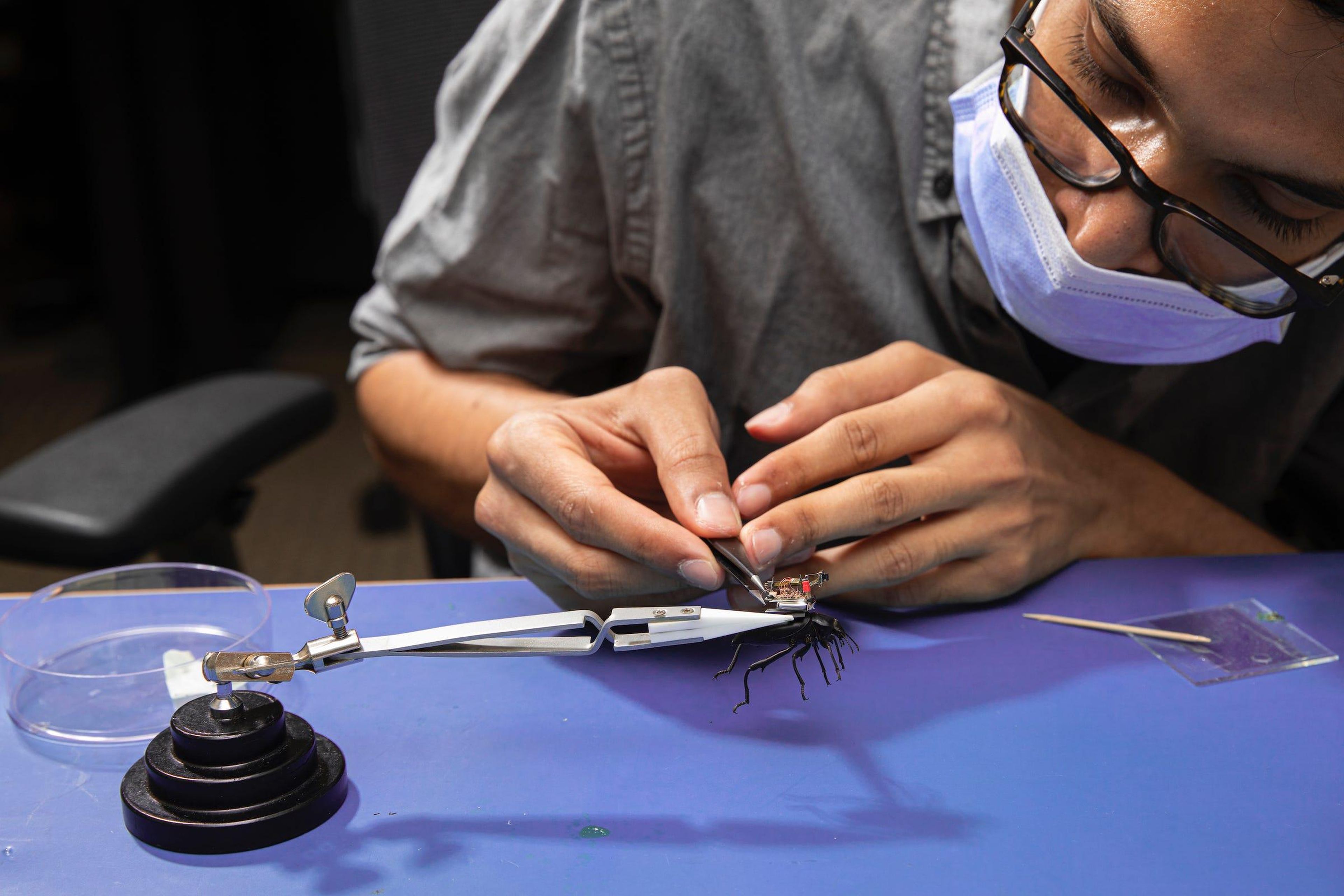 A researcher carefully mounts a camera on a beetle. Mark Stone/University of Washington