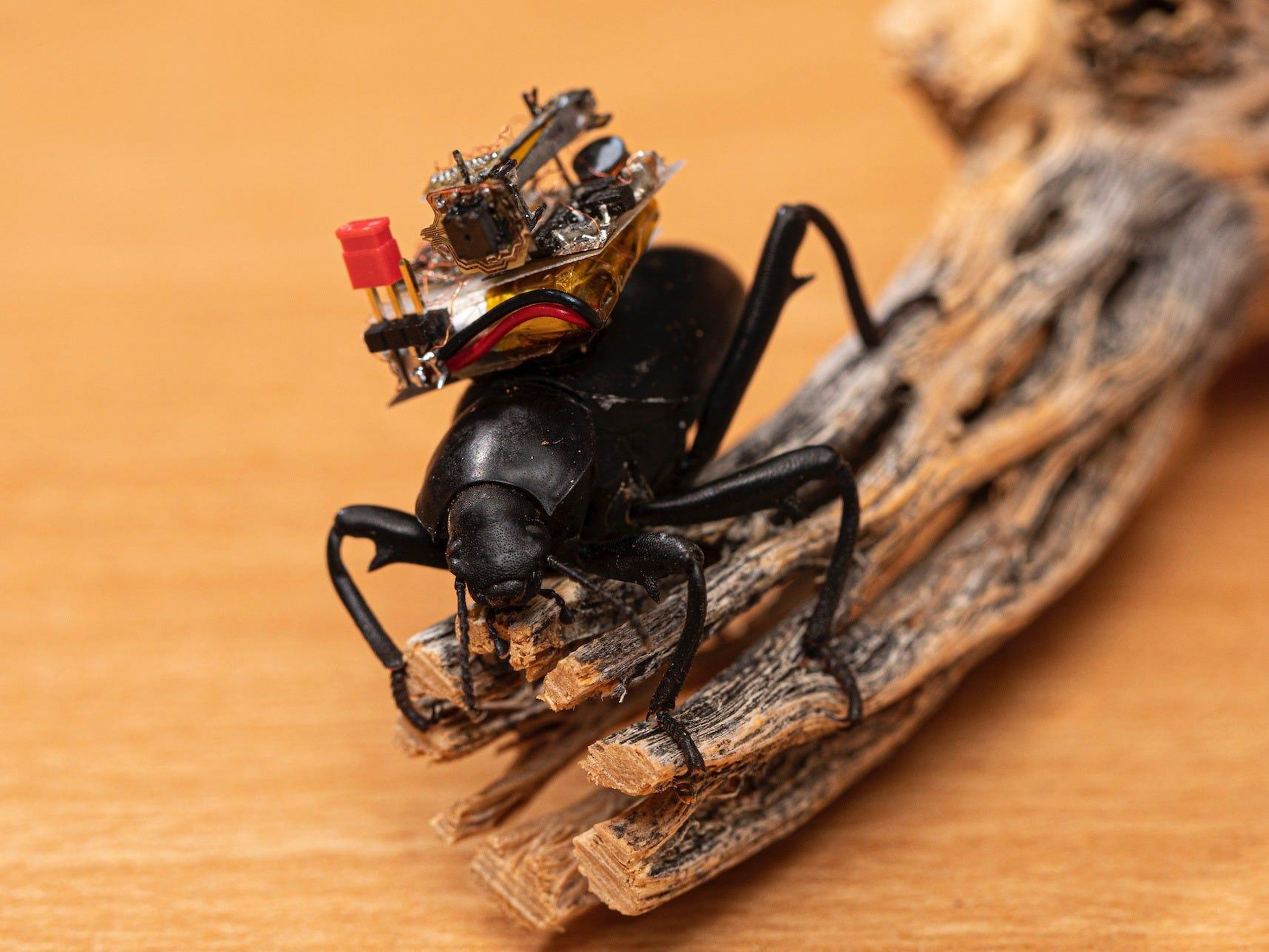Scientists successfully put tiny GoPro-style wireless cameras on beetles, and it's paving the way for miniature robots