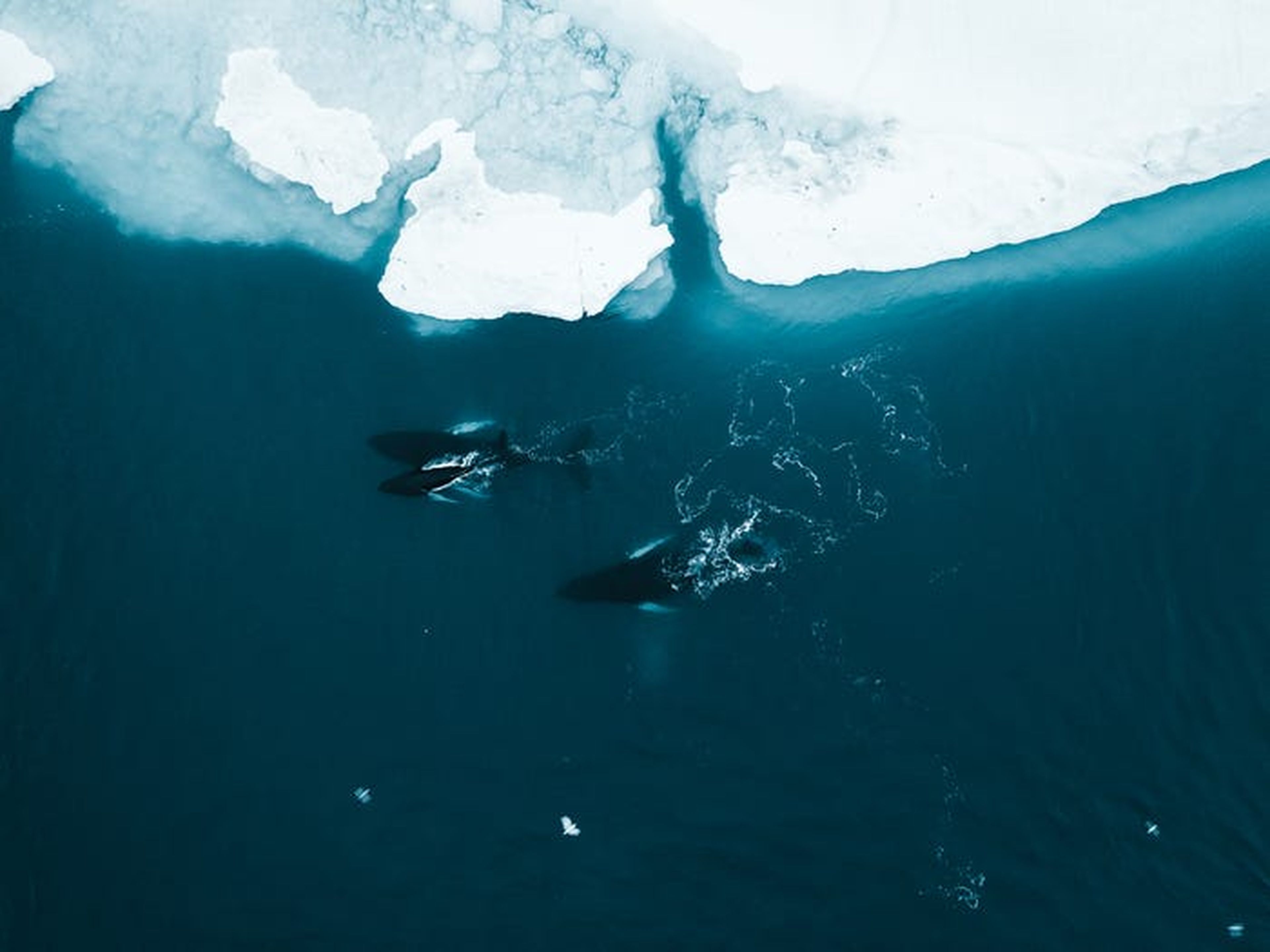 Ballenas en Groenlandia