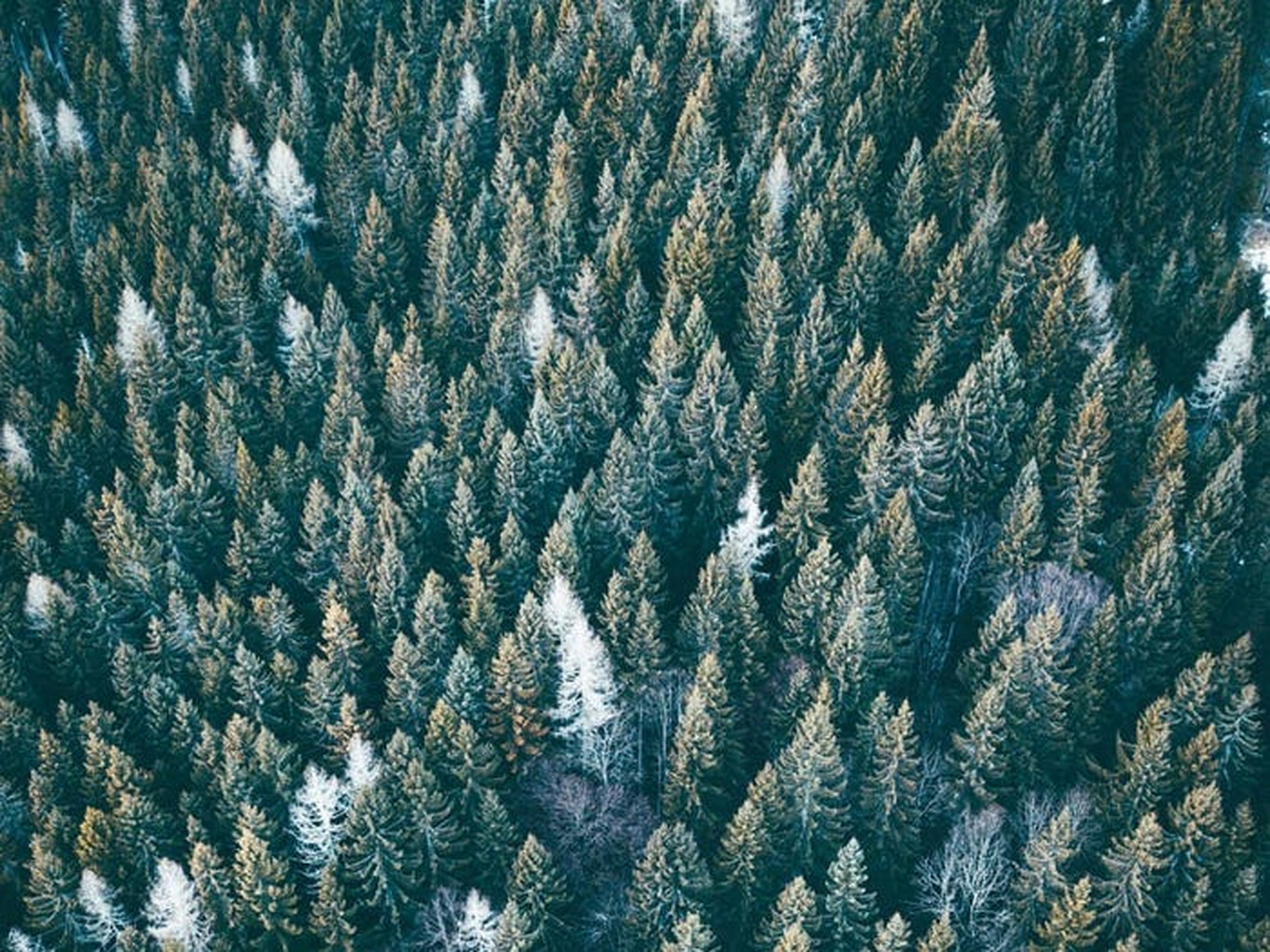 Bosque austriaco