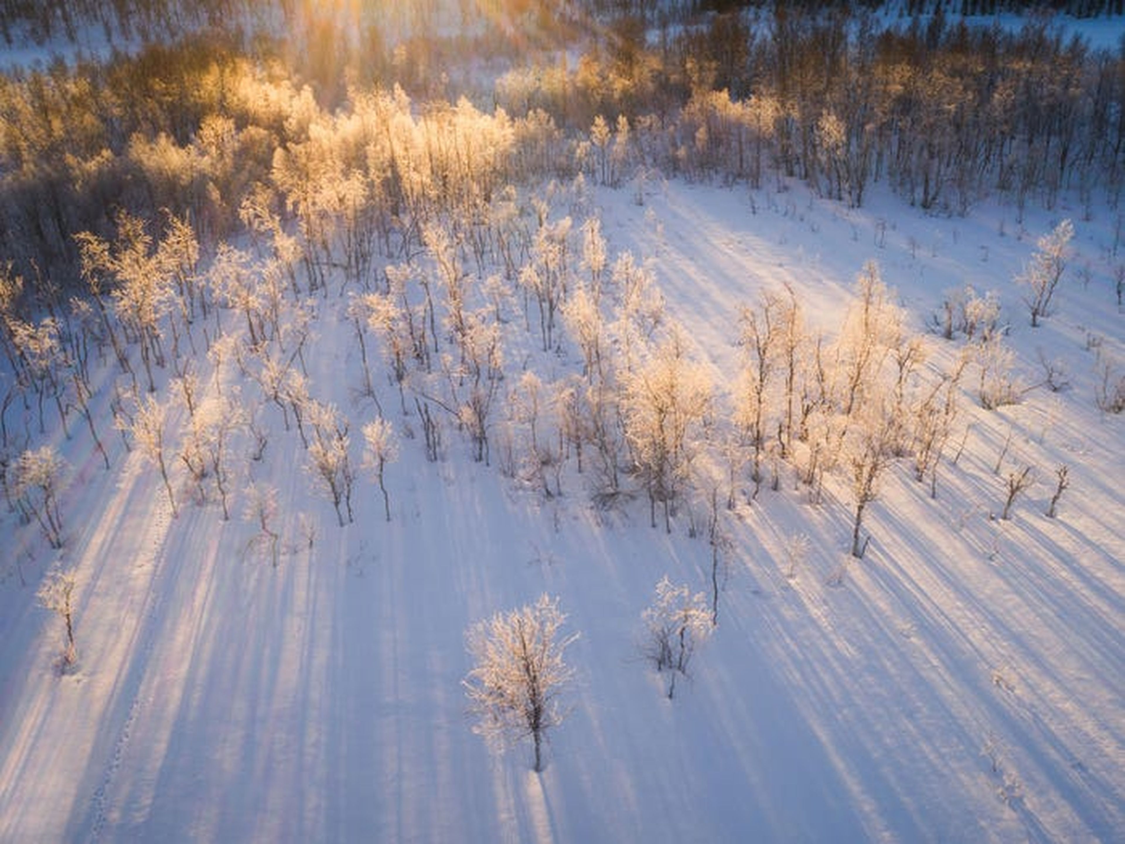 Fotografía aérea de árboles en Noruega