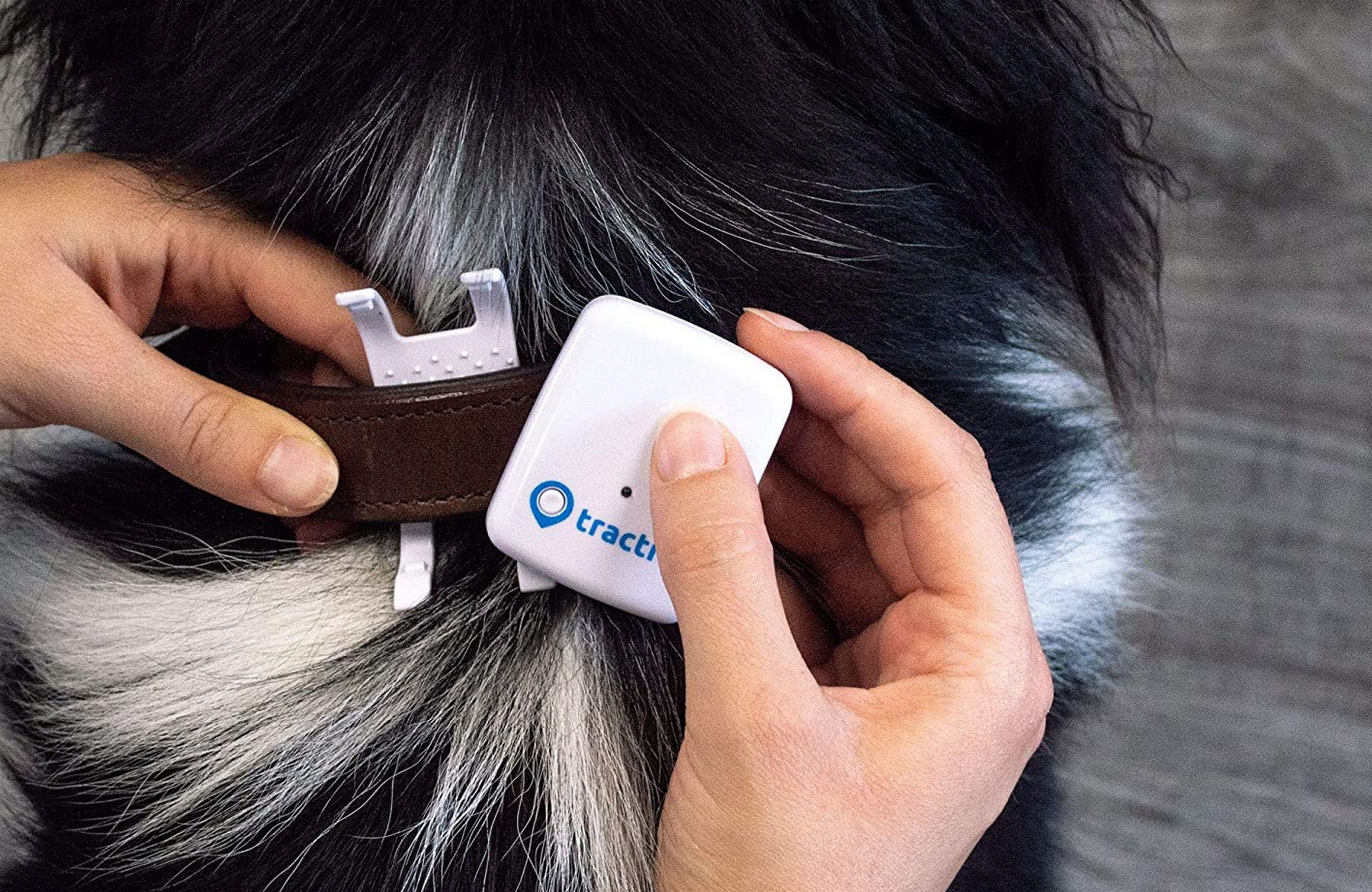 Este localizador GPS para mascotas rastrea a tu perro casa 3 segundos
