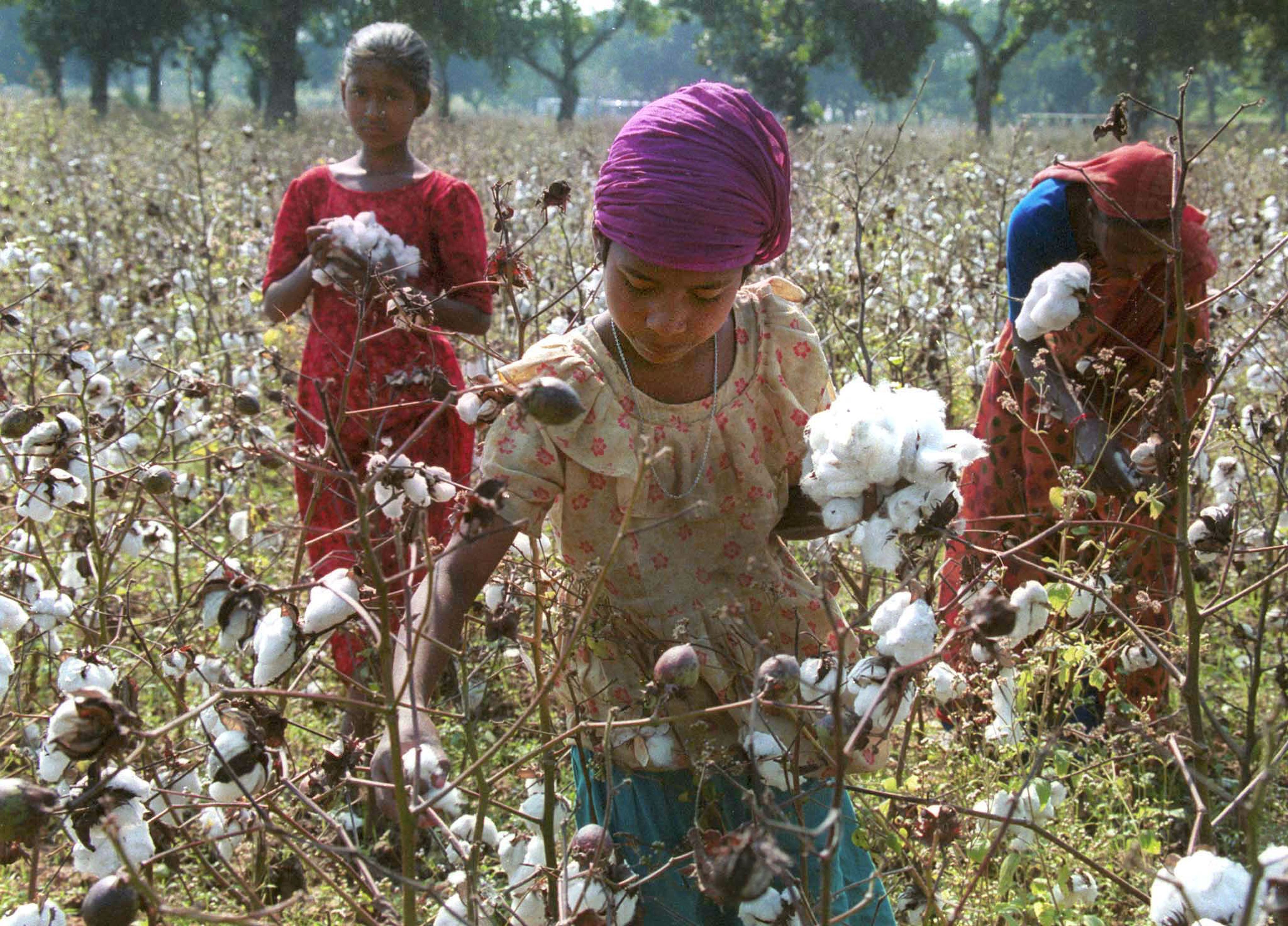Una mujer recoge algodón en Dhaka, Bangladésh