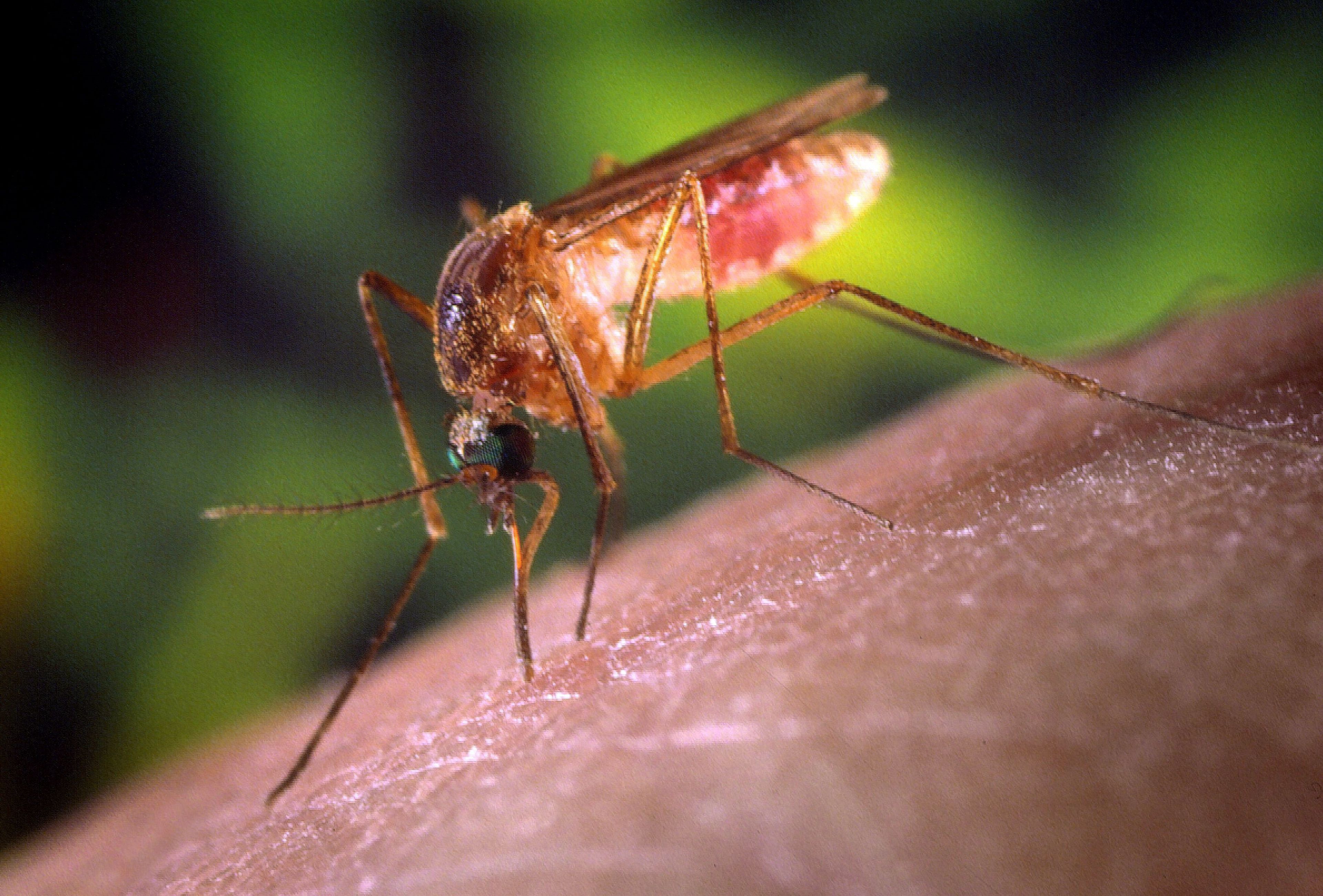 Picadura de un mosquito