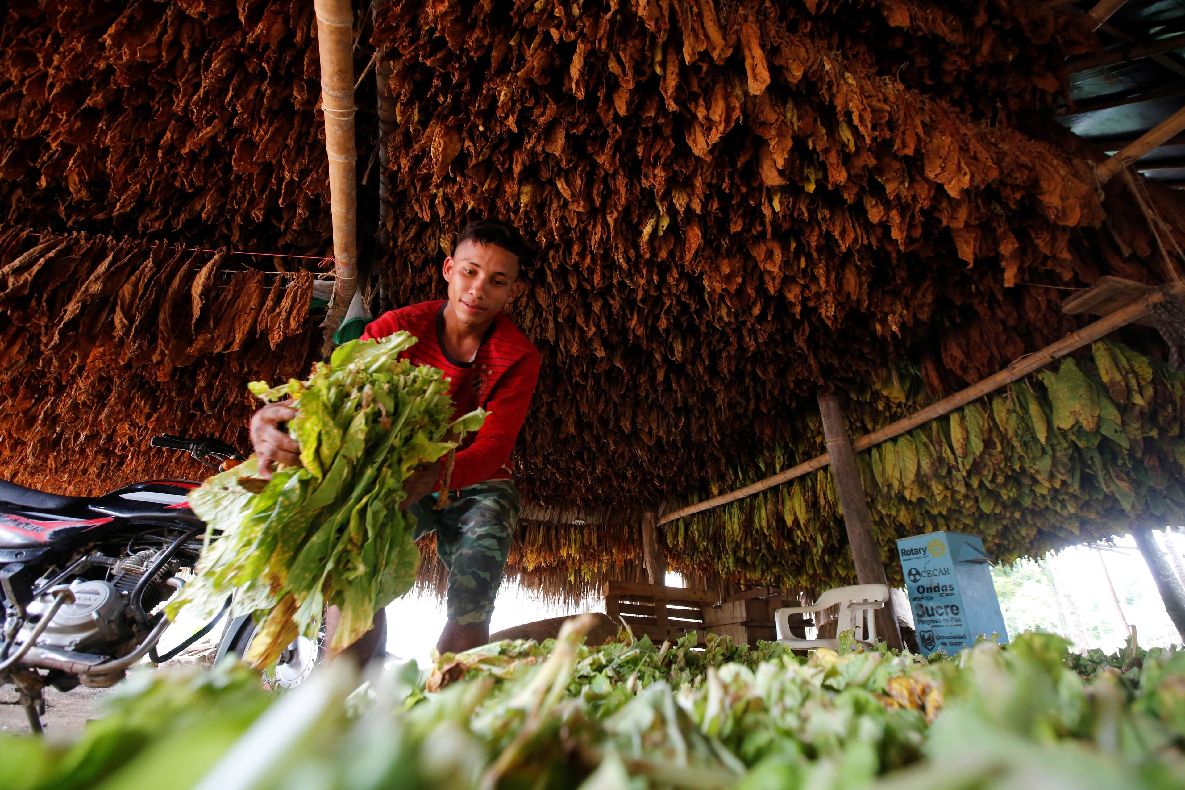 Plantación de tabaco en Sucre (Colombia)