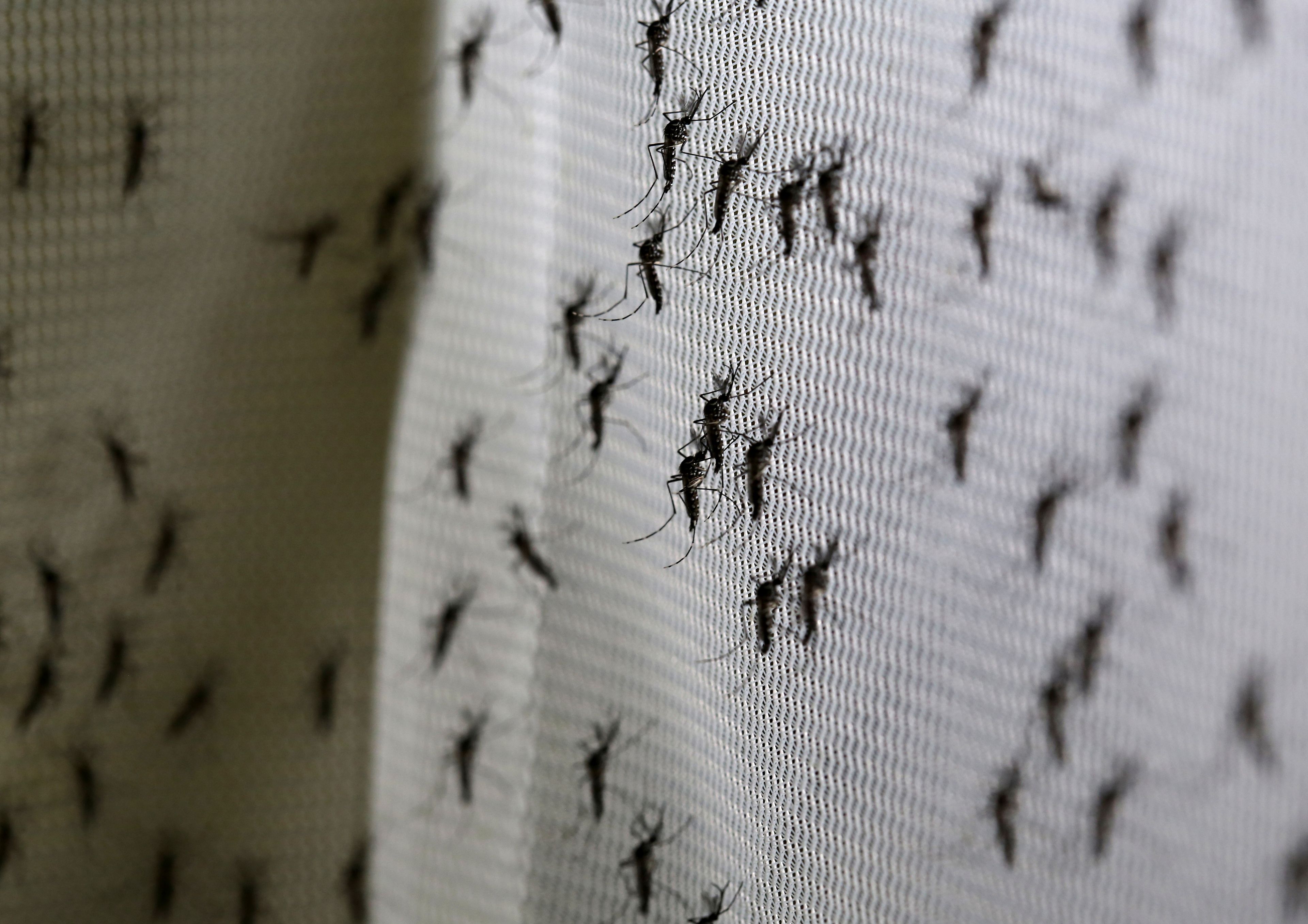 Varios mosquitos en una mosquitera