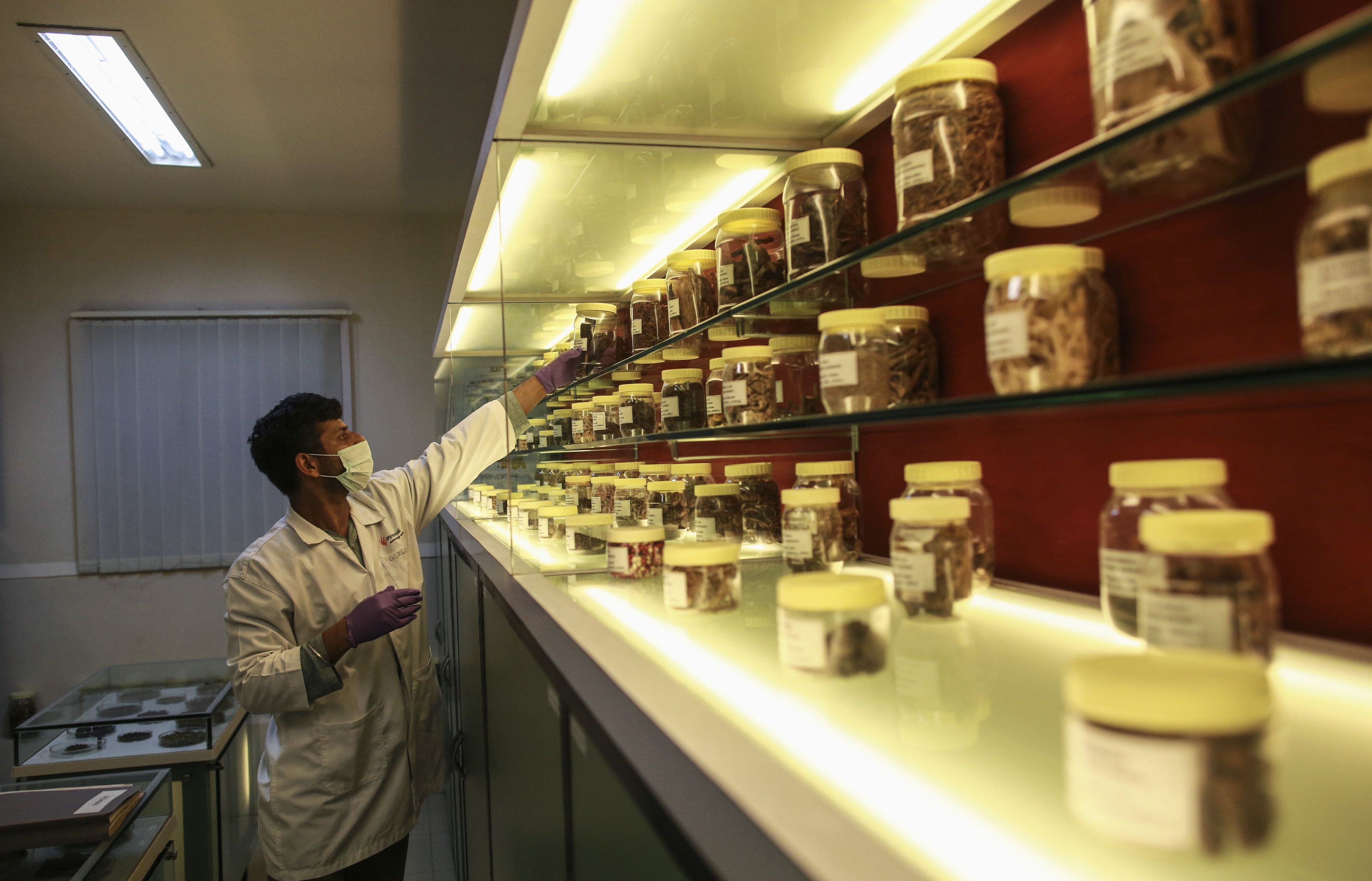 Un científico busca entre muestras de hierbas medicinales en Bombay.